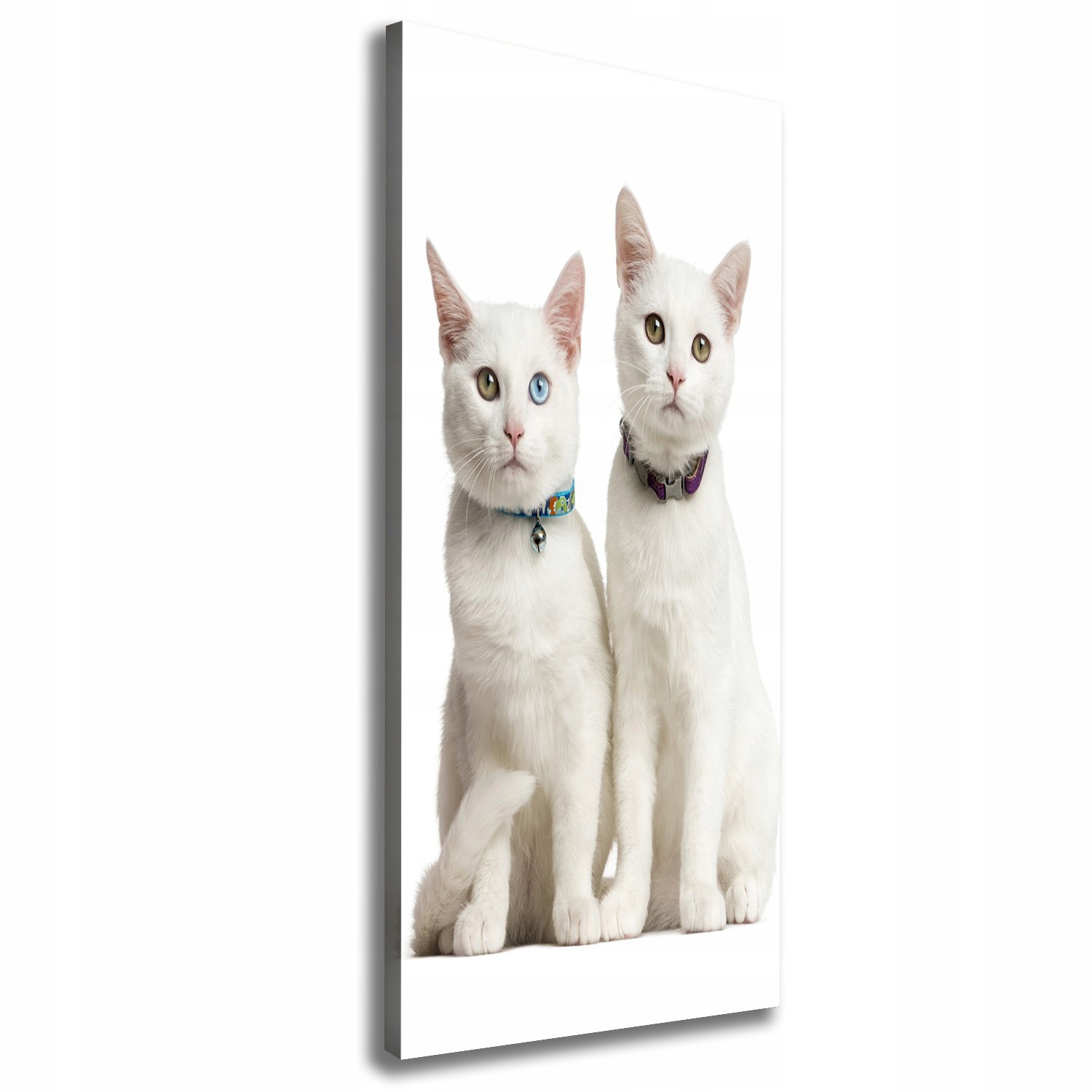 

Foto obraz na płótnie Dwa białe koty 50x125 cm