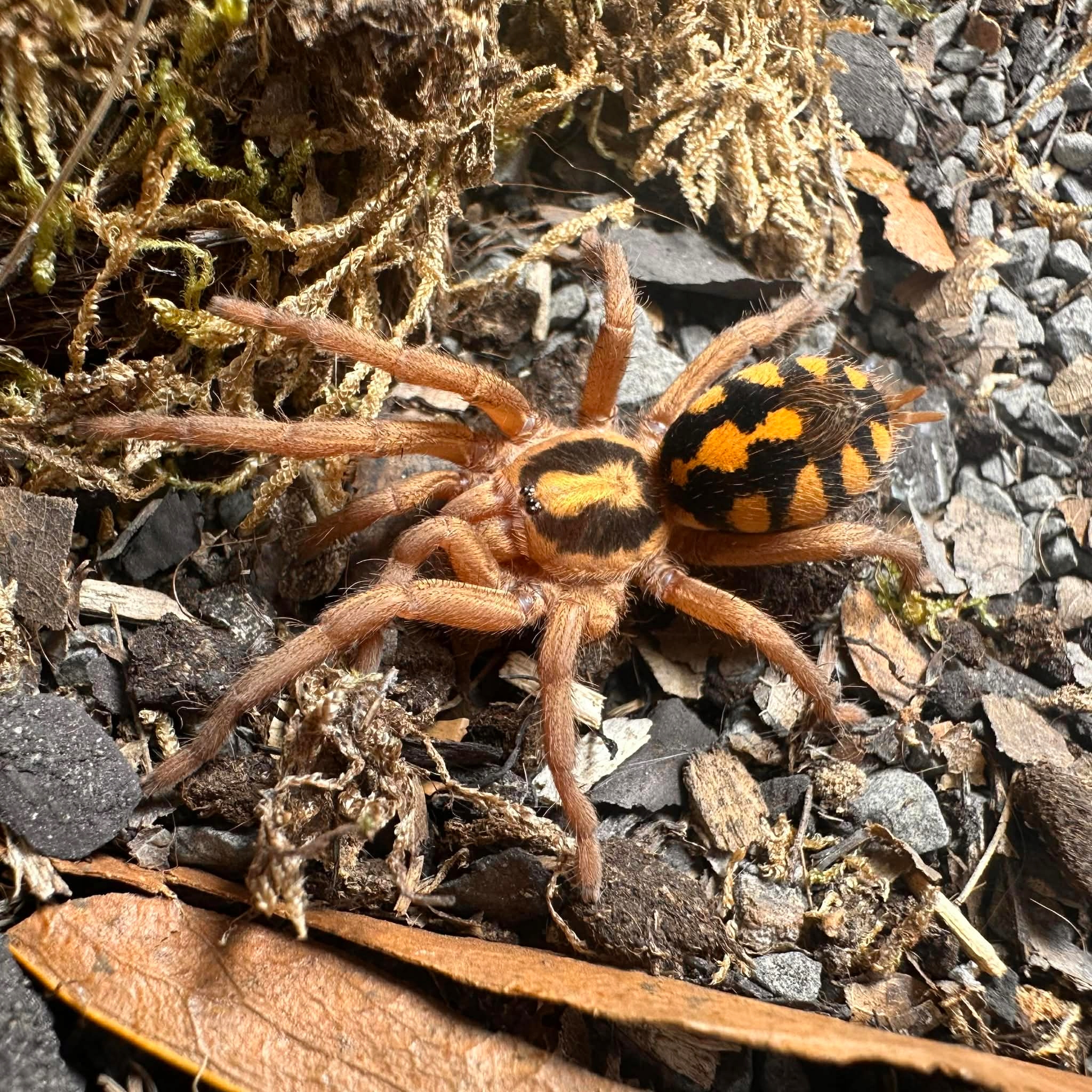 PAJĄK PTASZNIK HAPALOPUS FORMOSUS L3 /4