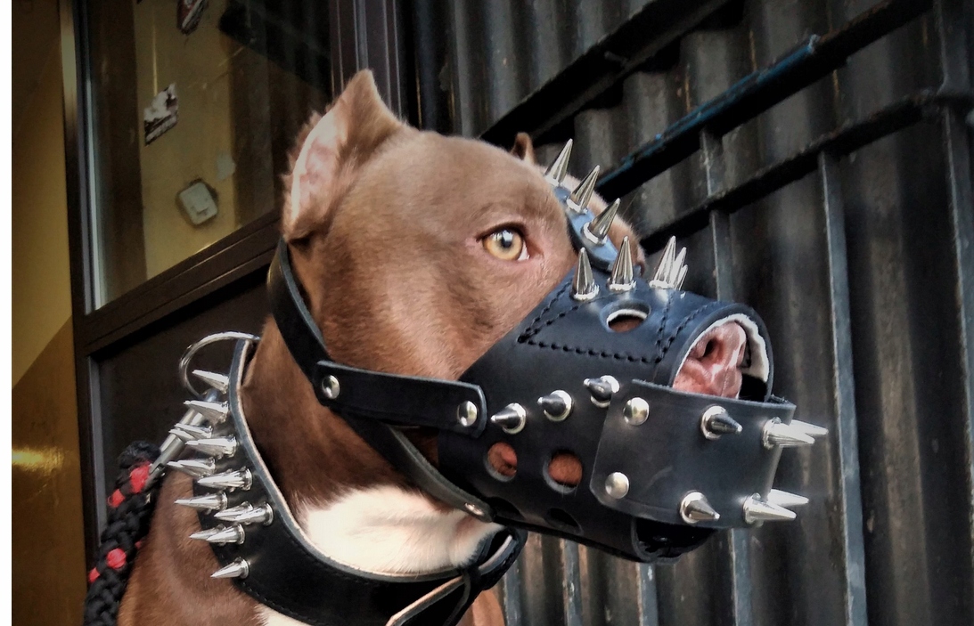 Kaganiec Skórzany Kolce Amstaff Pitbull Na Wymiar!!!