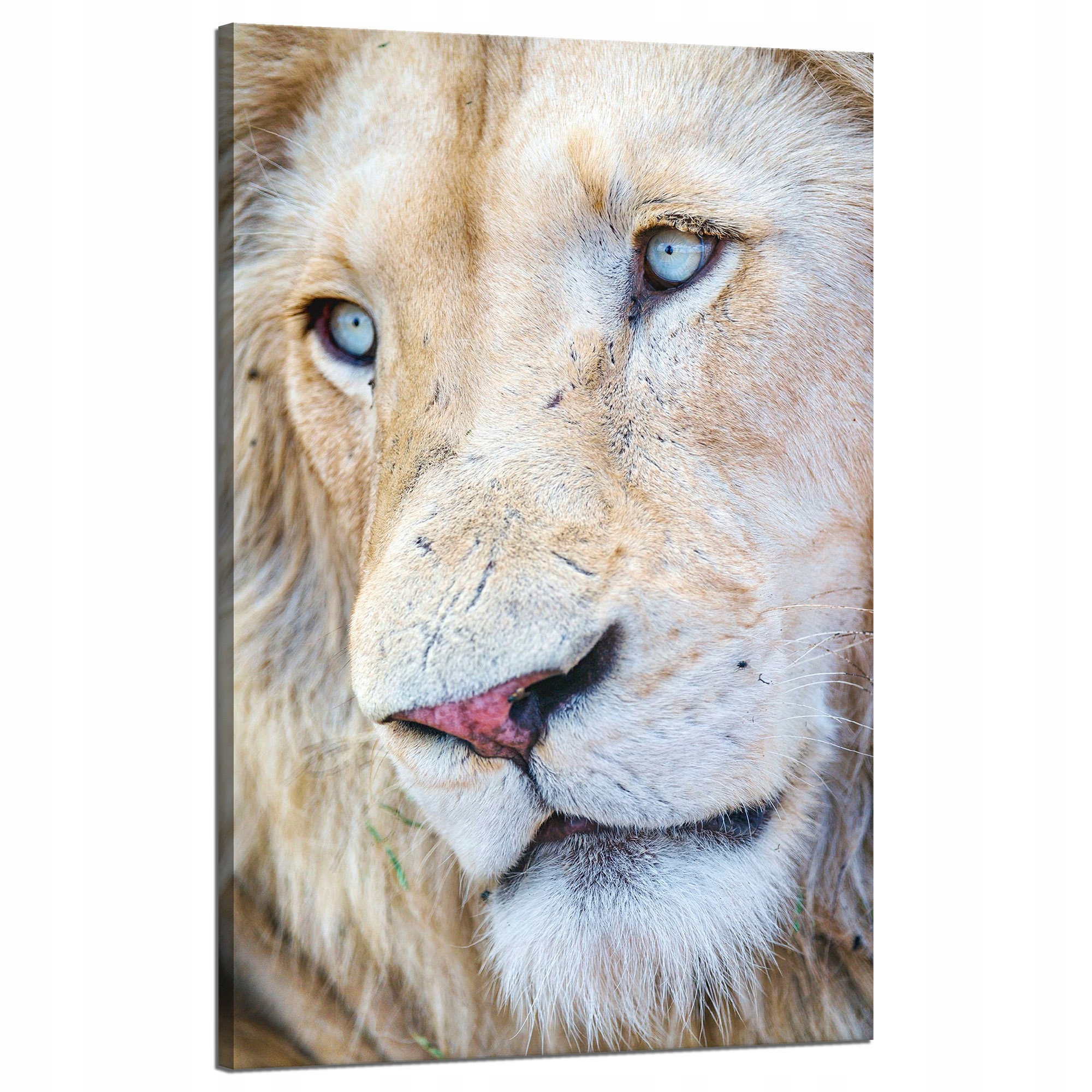 Obraz na plátně Jasná tvář lva Modré oči 50x80 cm