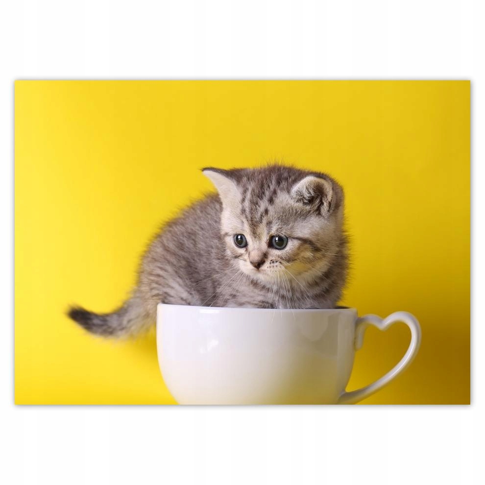 

Naklejki 70x50 Kot Kotek Koty Kicia