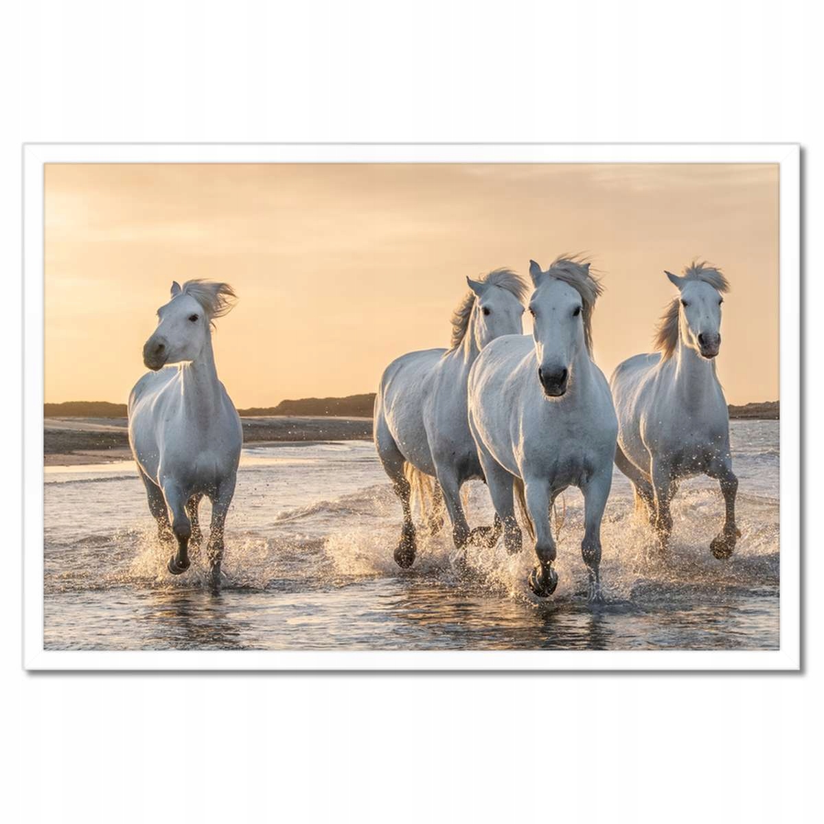 Plakáty v rámu 60x40 Divocí koně Wild Horses