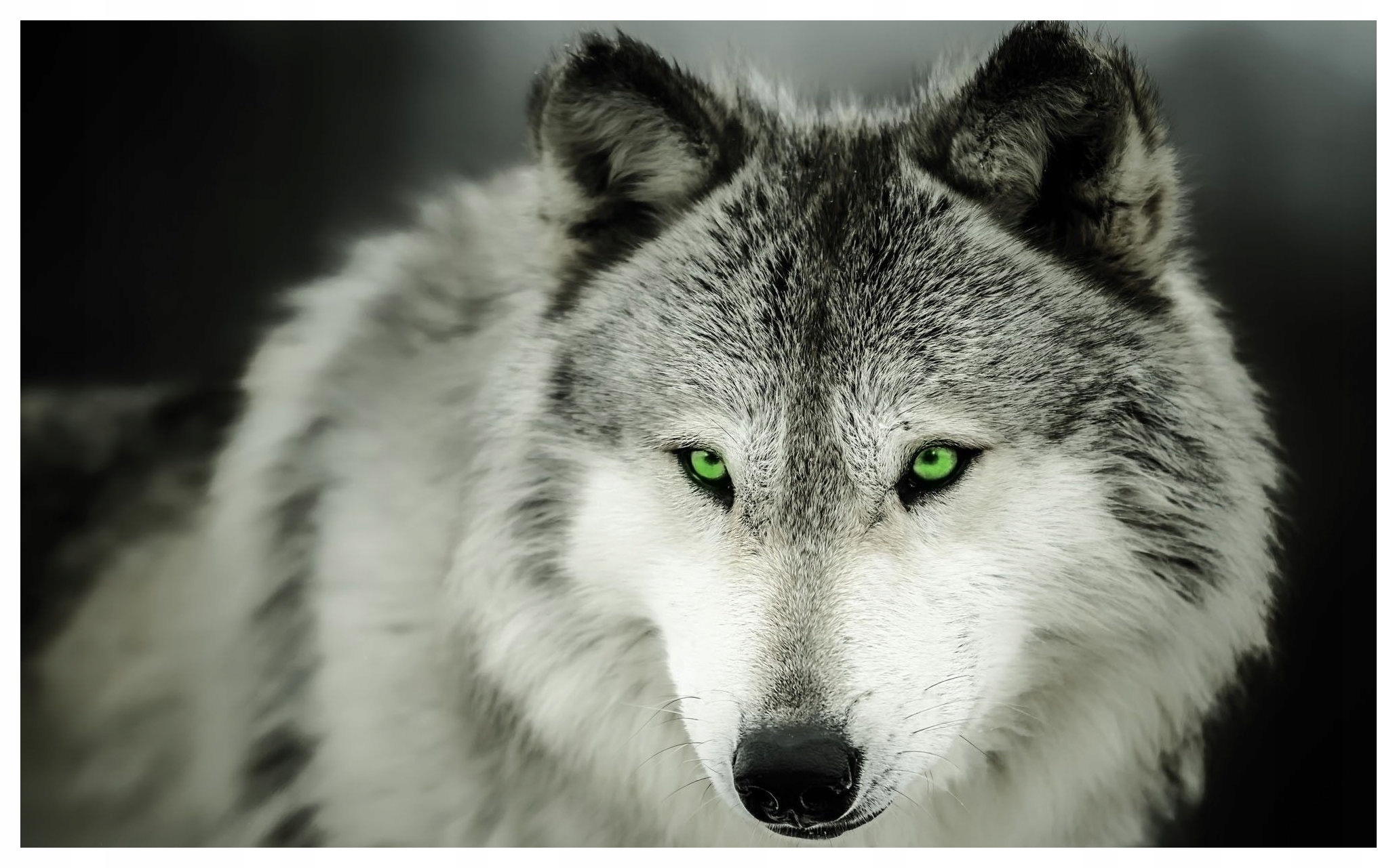 Fototapeta Vlk divoká příroda síla pohledu vinylová 312x219 lepidlo