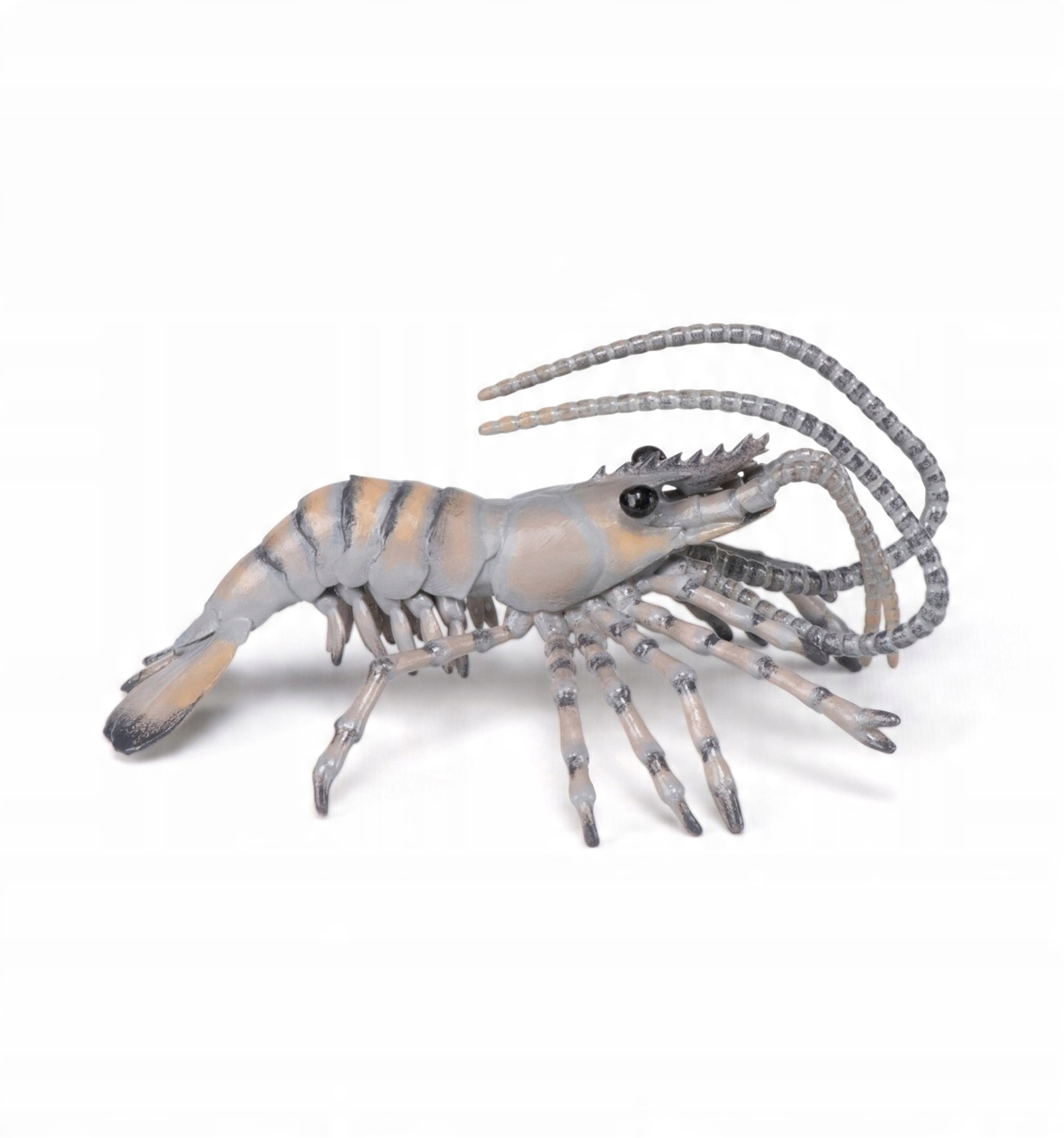 

Krewetka Shrimp Papo 56053