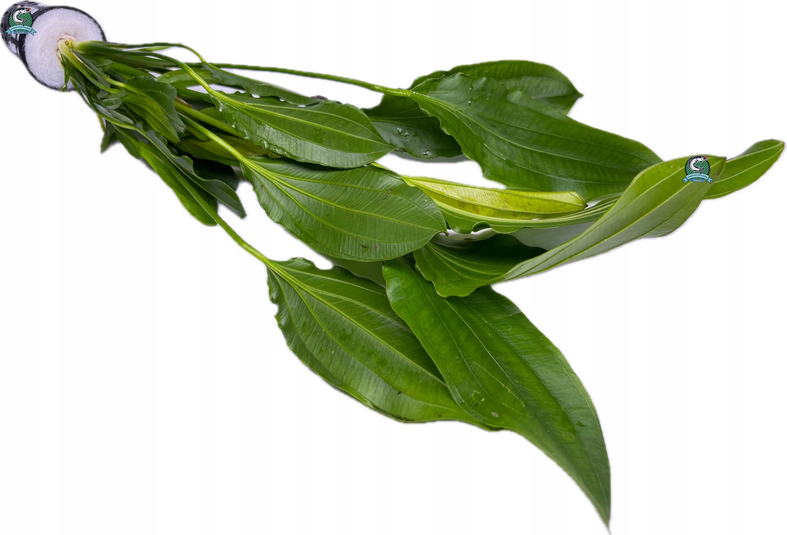 Echinodorus sp. 'Tricolor' [koszyk]