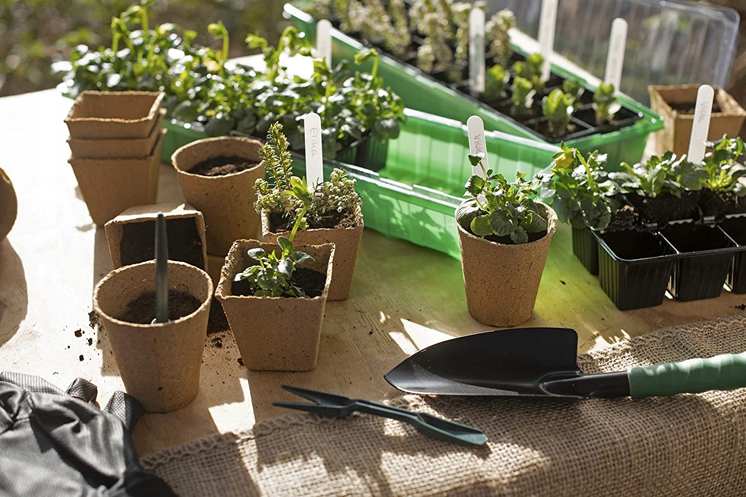 DONICZKI TORFOWE DO ROZSADY SADZONKI ROZSADOWE 6CM BIODEGRADOWALNE 120SZT Kolor odcienie brązu i beżu