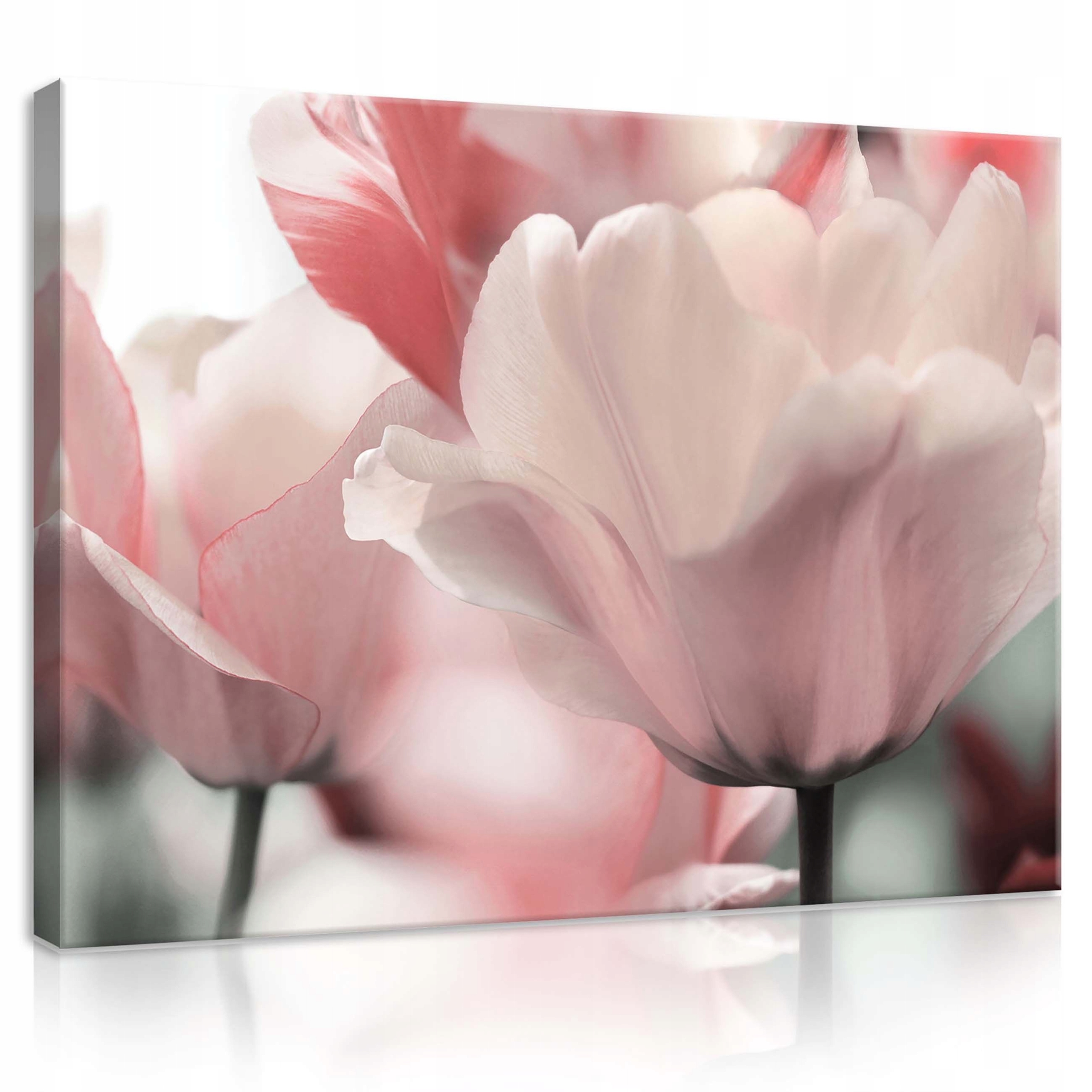 Obraz 100x75 Tulipány květiny jemnost jaro pastelové barvy příroda