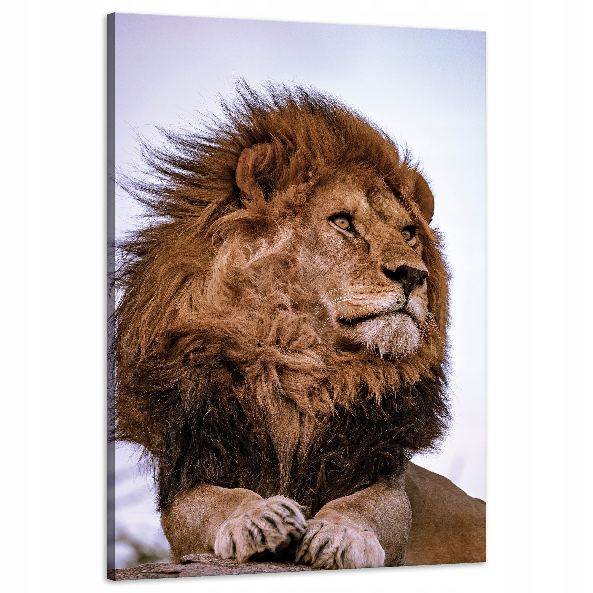 Obraz na plátně Hlava Lví hříva Divočina 60x90 cm