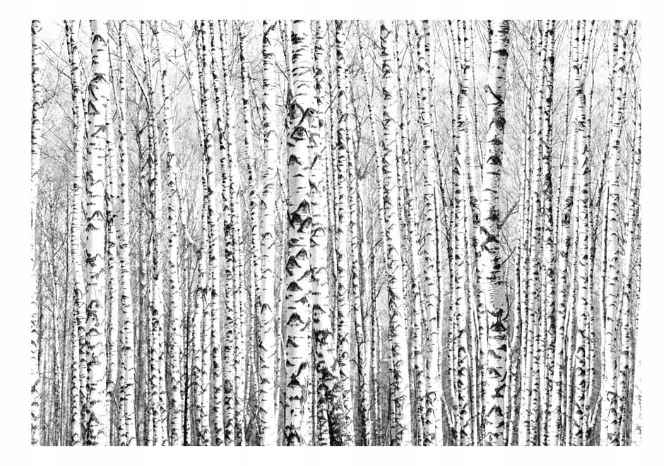 

Fototapeta - Brzozowy las - 250X175