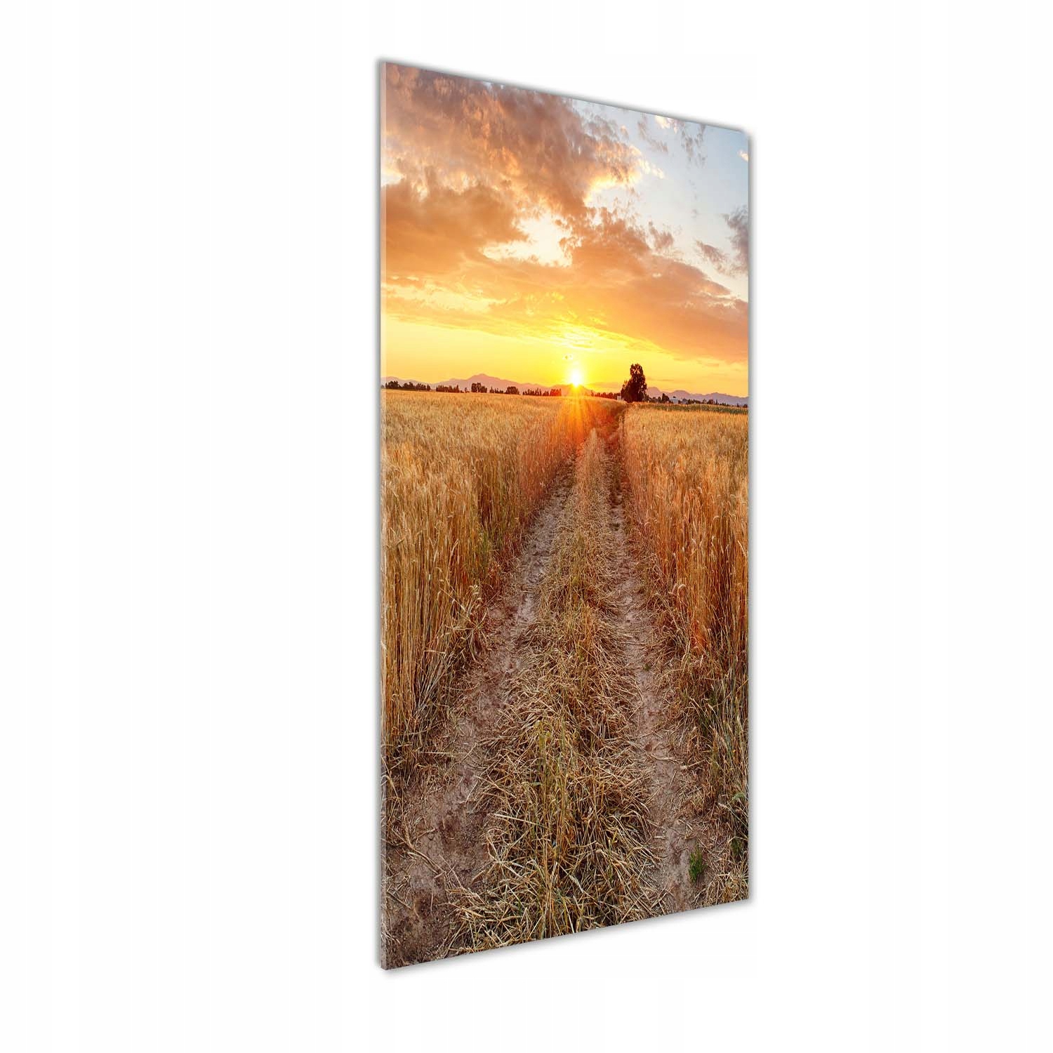 

Foto obraz szkło hartowane Pole pszenicy 50x125 cm