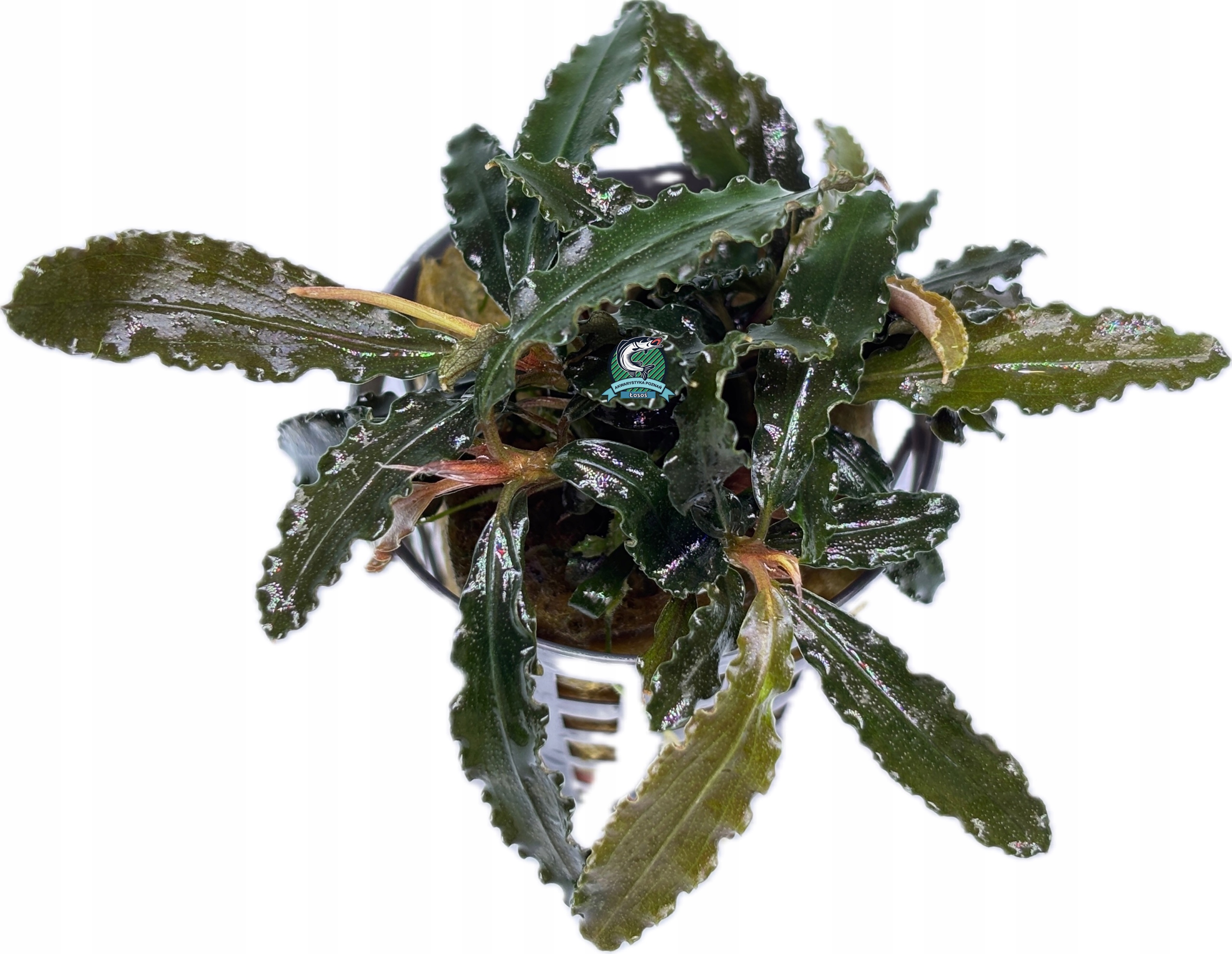 Bucephalandra sp. 'Biblis' [koszyk]