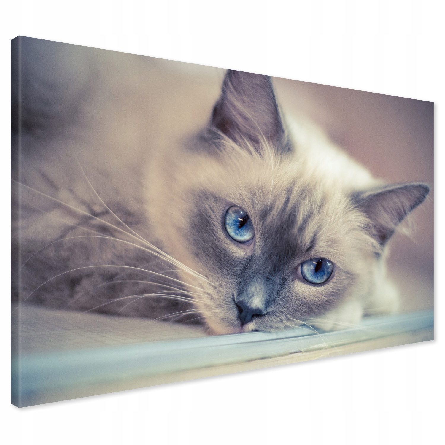 

Obraz na płótnie kot kotek 70x50