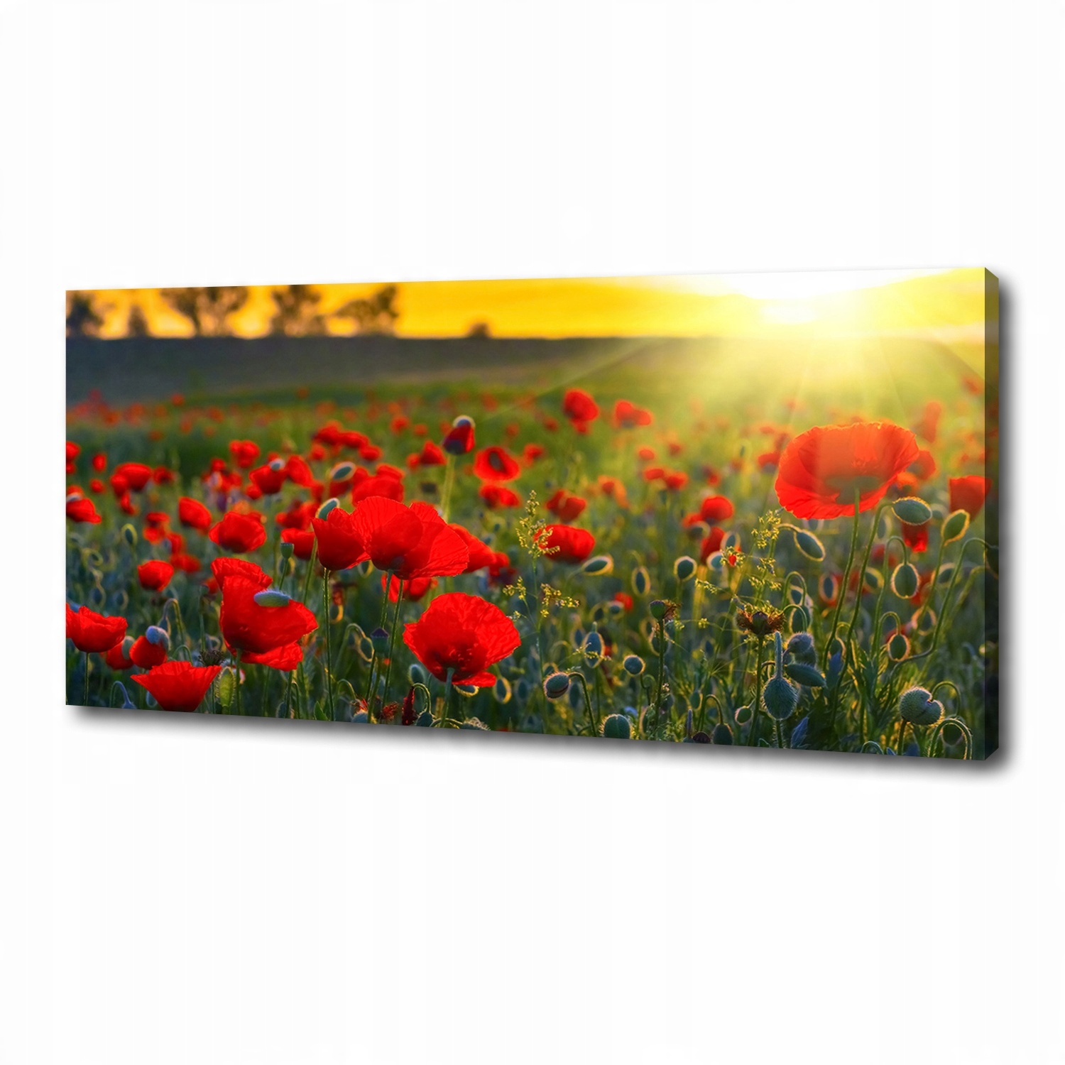 

Foto obraz canvas na ścianę Pole maków 125x50 cm