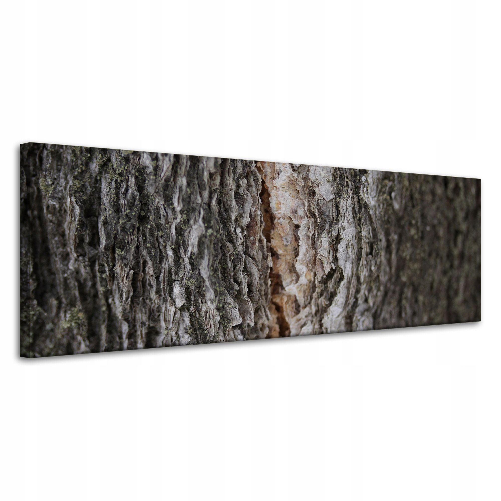 Obraz na plátně Příroda Kůra Stromy Kouzlo Lesních stromů 120x40