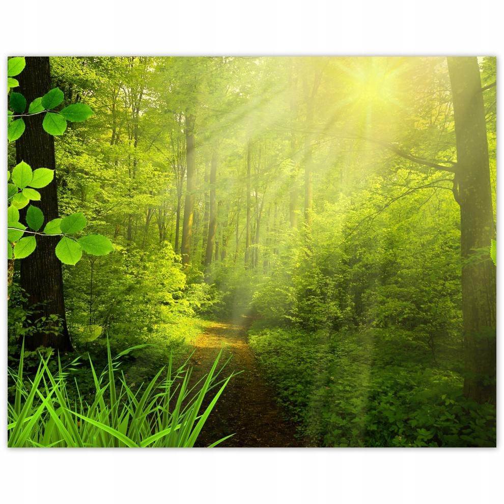 

Plakat 50x40 Magiczny las Krajobraz