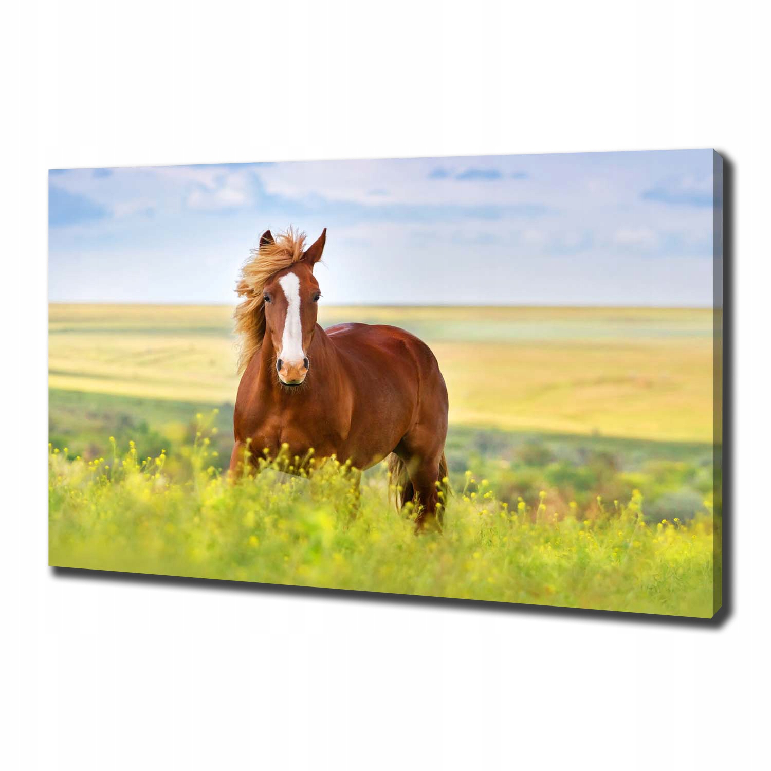 

Foto obraz canvas na ścianę Brązowy koń 100x70 cm