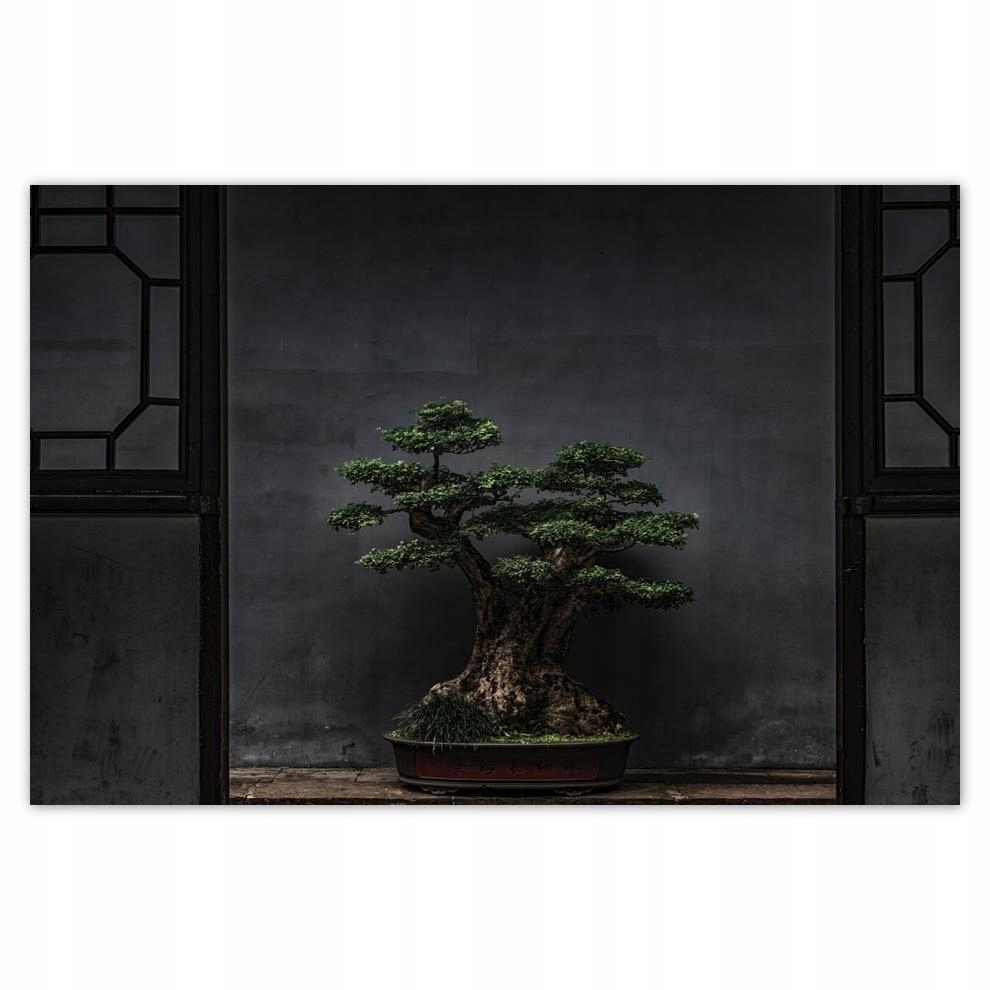 

Plakaty 60x40 Bonsai Drzewko Kultura