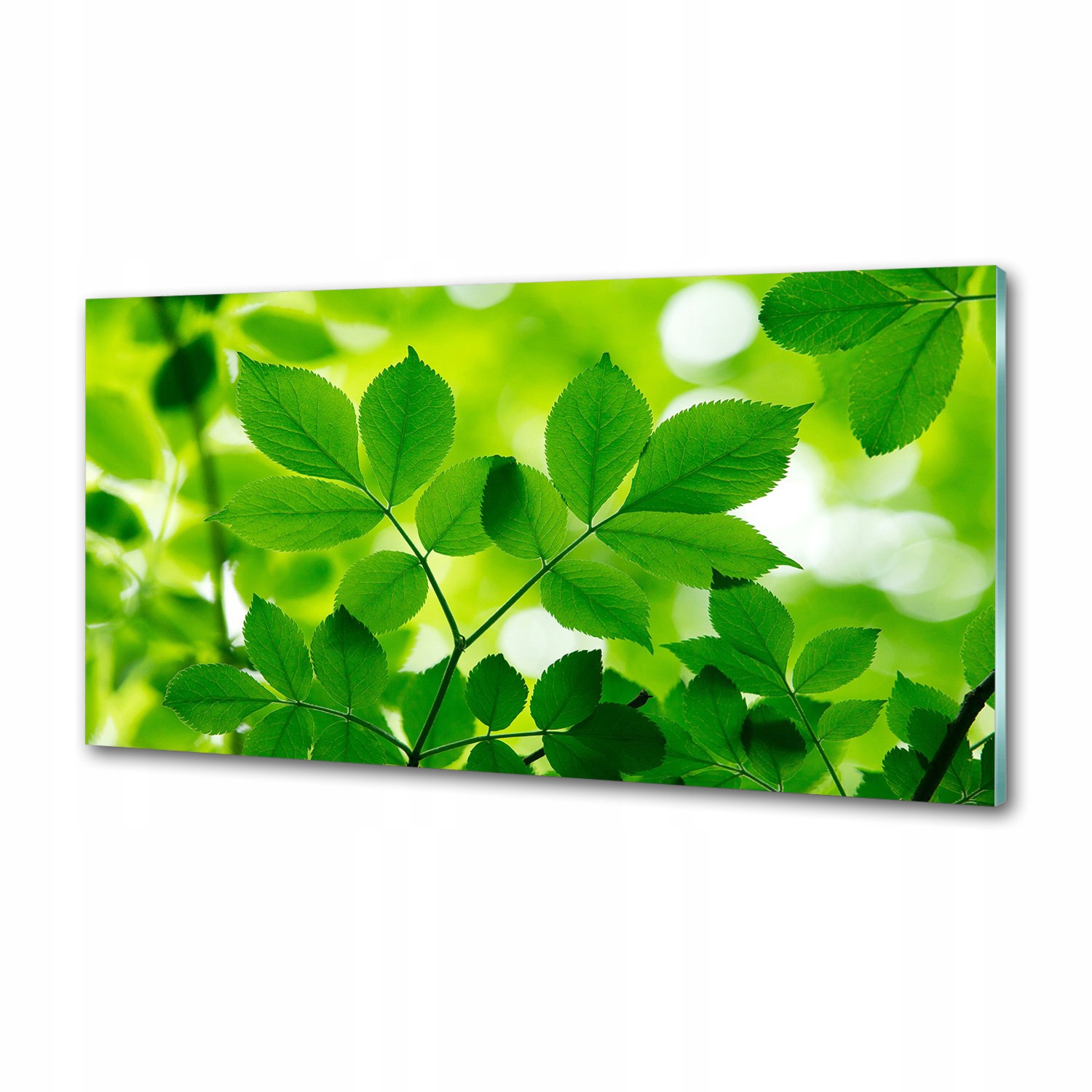 Panel do kuchyne Zelené listy 100 x 50 cm Lepidlo