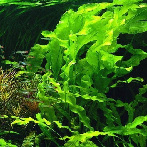 APONOGETON Undulatus - MŁODA ROŚLINA z bulwą