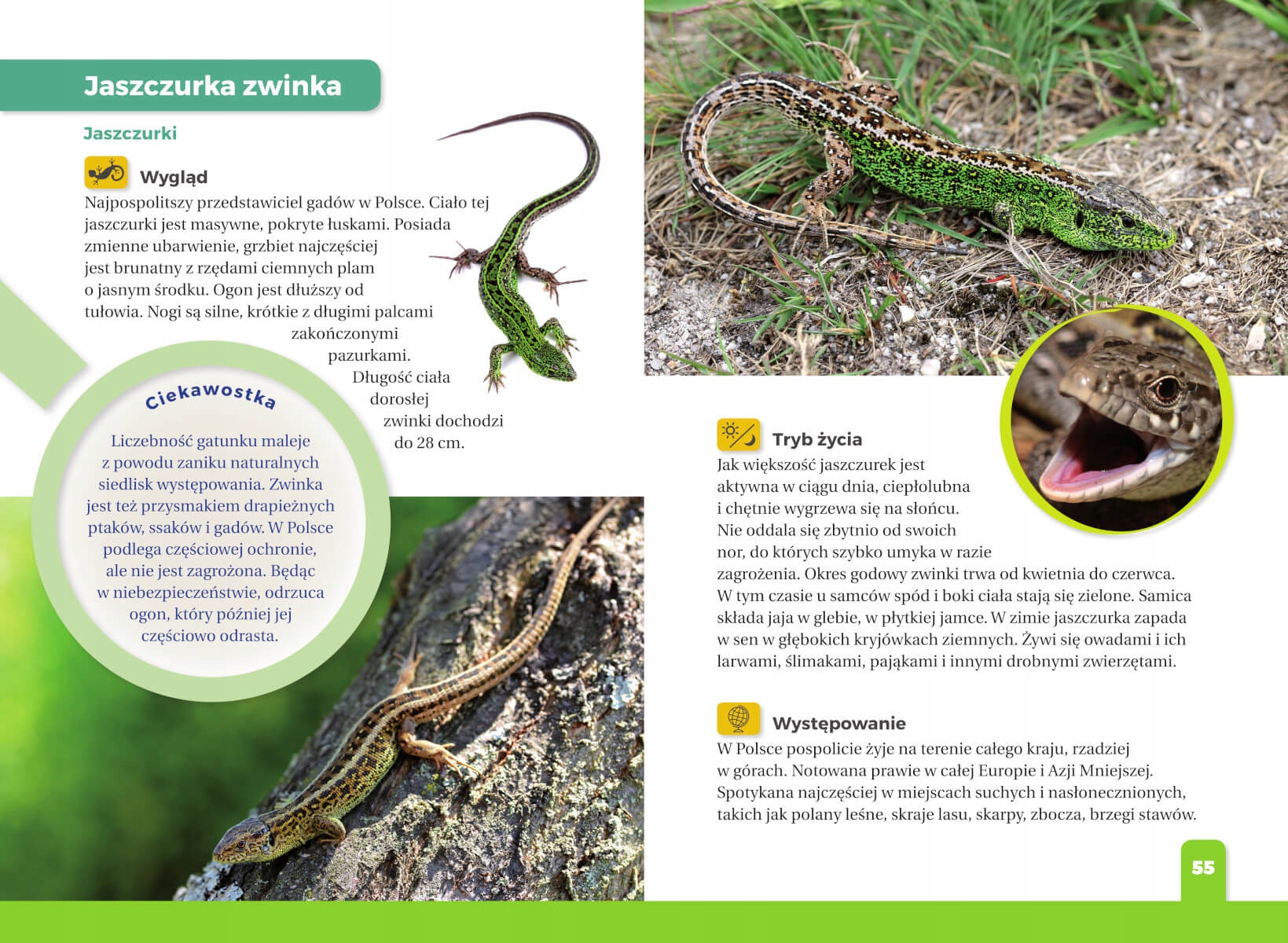 ATLAS DLA DZIECI JAKI TO GAD TWARDA NAGRODY SBM ISBN 9788382226379