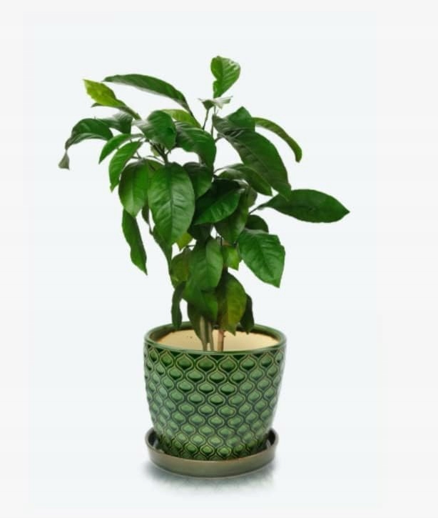 ZESTAW 2X DONICZKA DONICA OSŁONKA CERAMICZNA Z PODSTAWKĄ NA KWIATY ROŚLINY Kod producenta ZSY1010