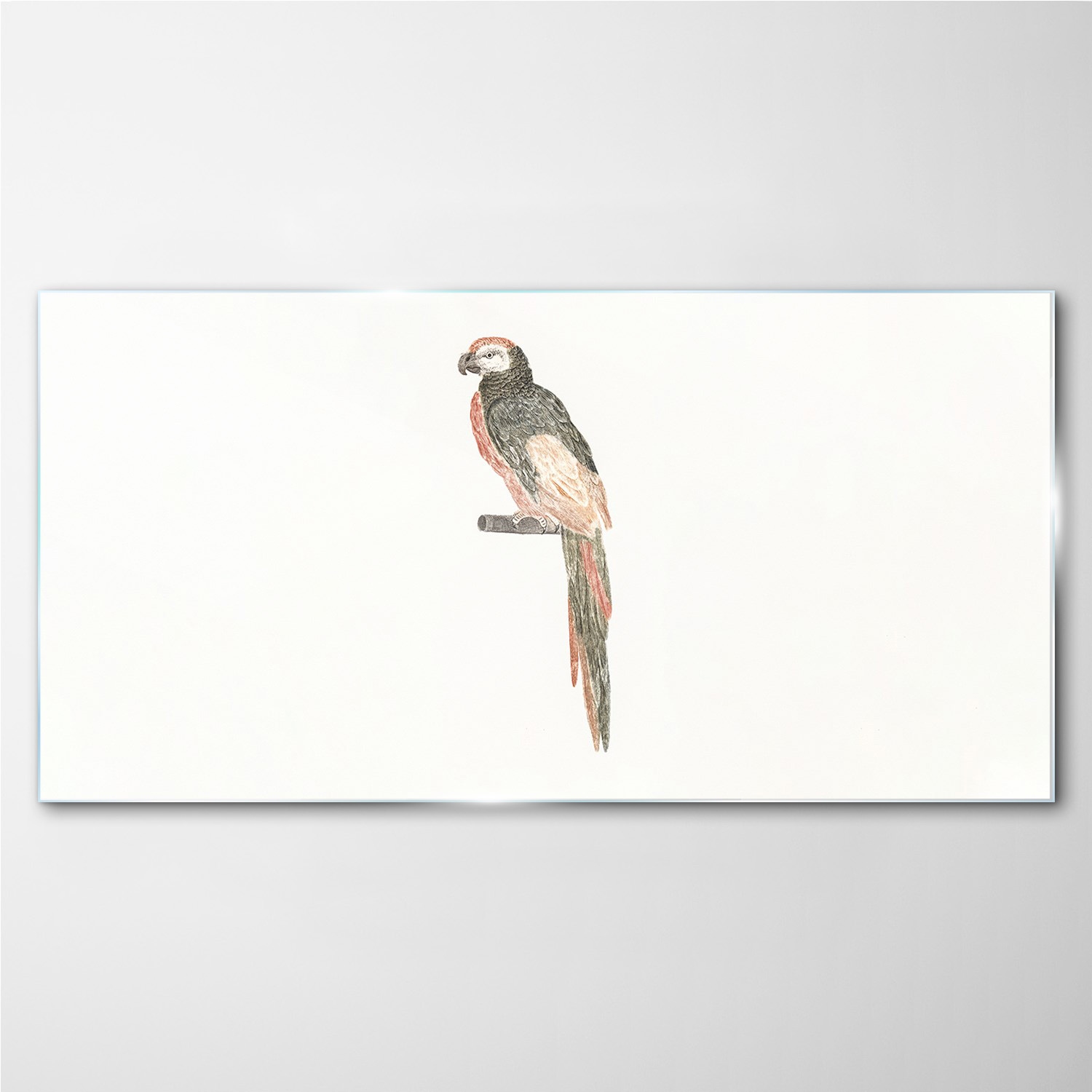 

Foto-obraz szklany Zwierzę ptak papuga 100x50 cm