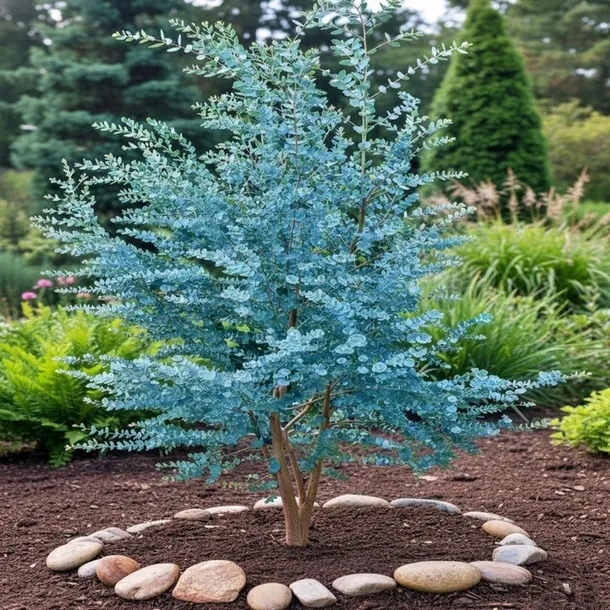 EUKALIPTUS GUNNI NA KOMARY SREBRNE LIŚCIE MOCNA SADZONKA W DONICZCE P9