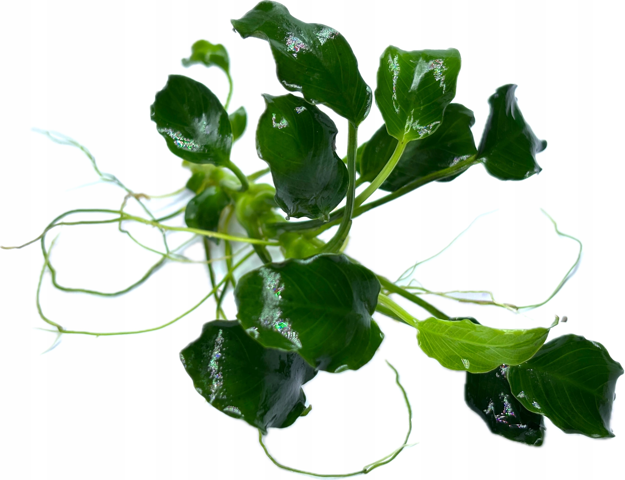 Anubias nana [sadzonka]