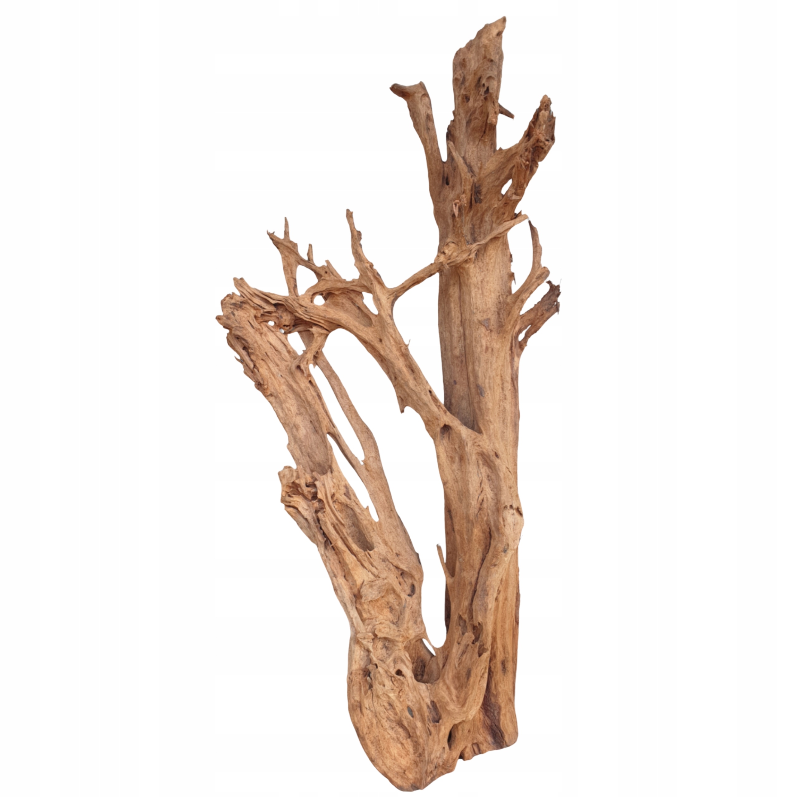 BioRoot Mangrove XXL 150-180cm korzeń Mangrowiec do terrarium i akwarium