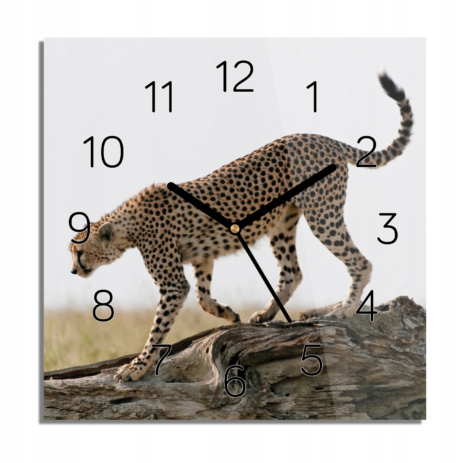 

Gepard drzewo trawa zegar szklany kwadratowy 30x30