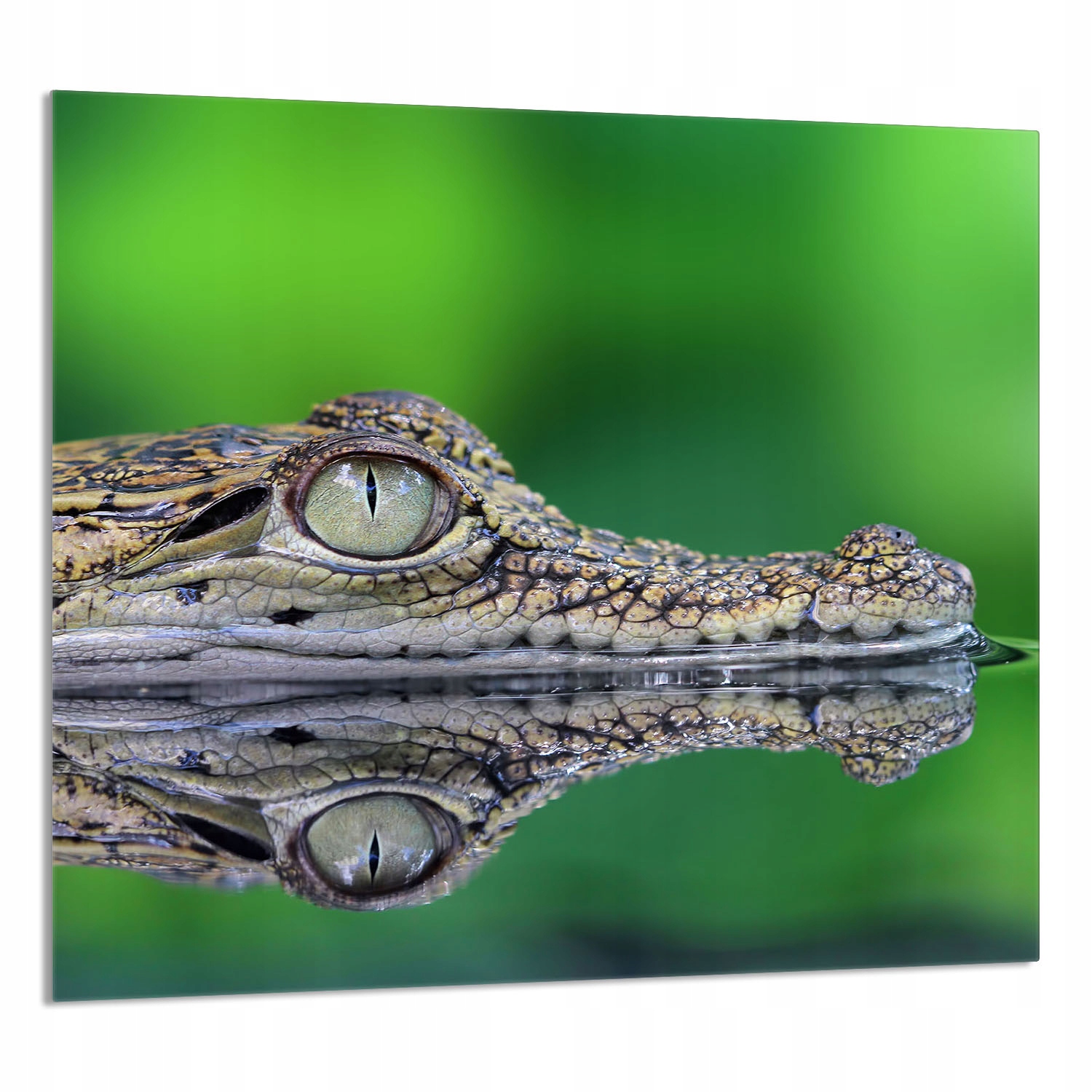 Skleněný Panel Do Kuchyně 65x60 Krokodýl Tvrzené Sklo