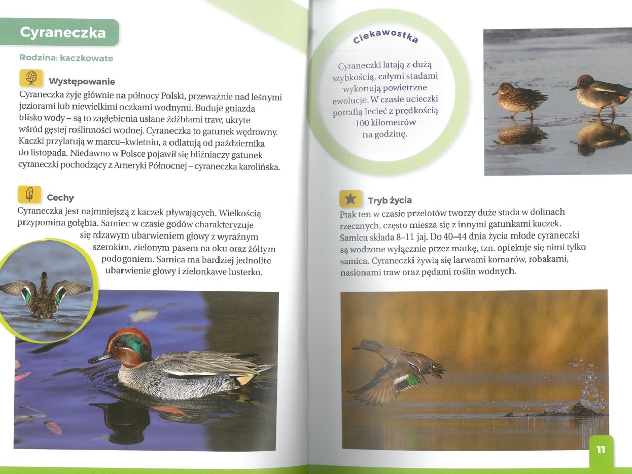 JAKI TO PTAK ? ATLAS DLA DZIECI + ATLAS PTAKÓW 250 POLSKICH GATUNKÓW zestaw Tytuł Jaki to ptak?