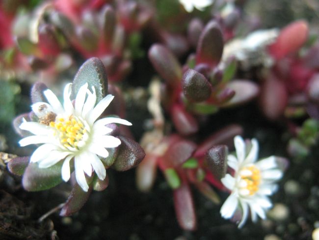 Delosperma SANI PASS o czerwonych liściach