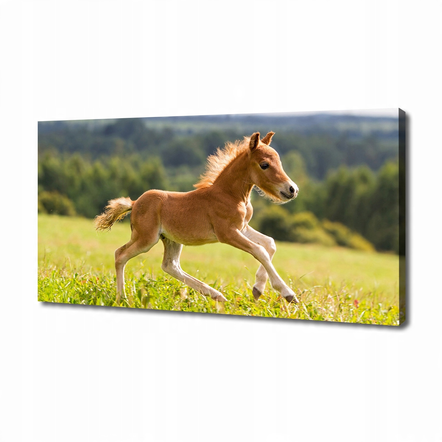 

Foto obraz na płótnie Źrebię w galopie 140x70 cm