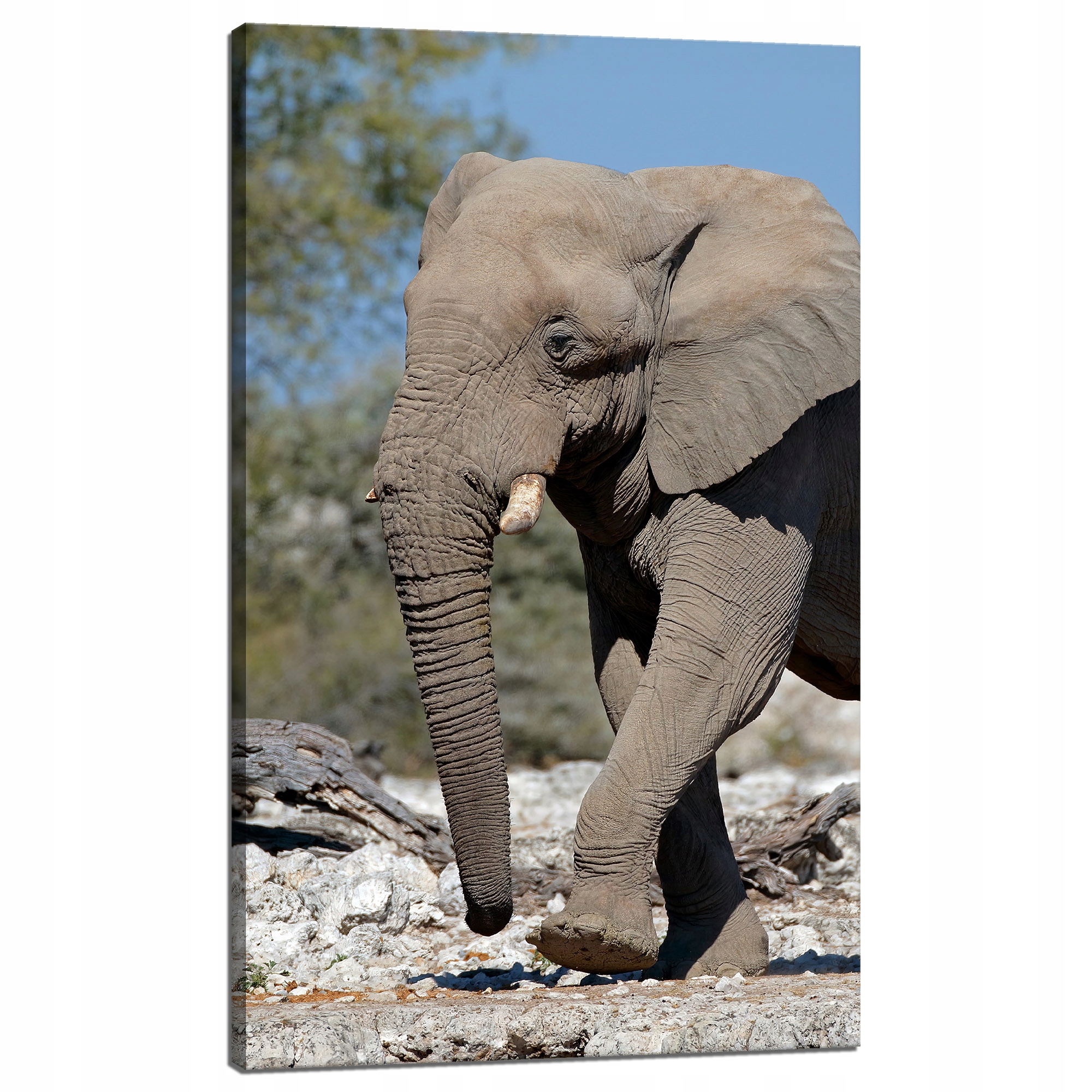 Obraz na plátně Velký šedý slon Příroda Skály Slunce 60x100 cm
