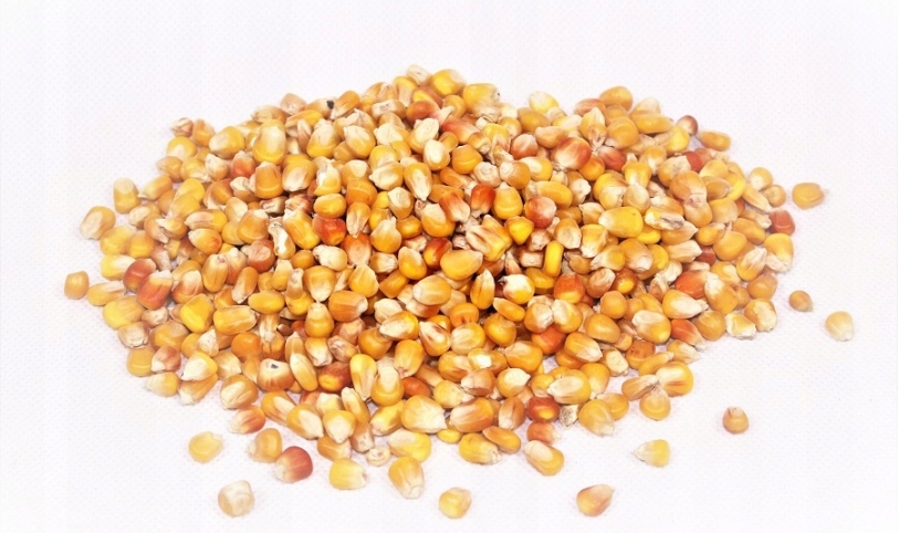 Popcorn Kukuřice Zrno 5 kg Na Pražení Bez Soli