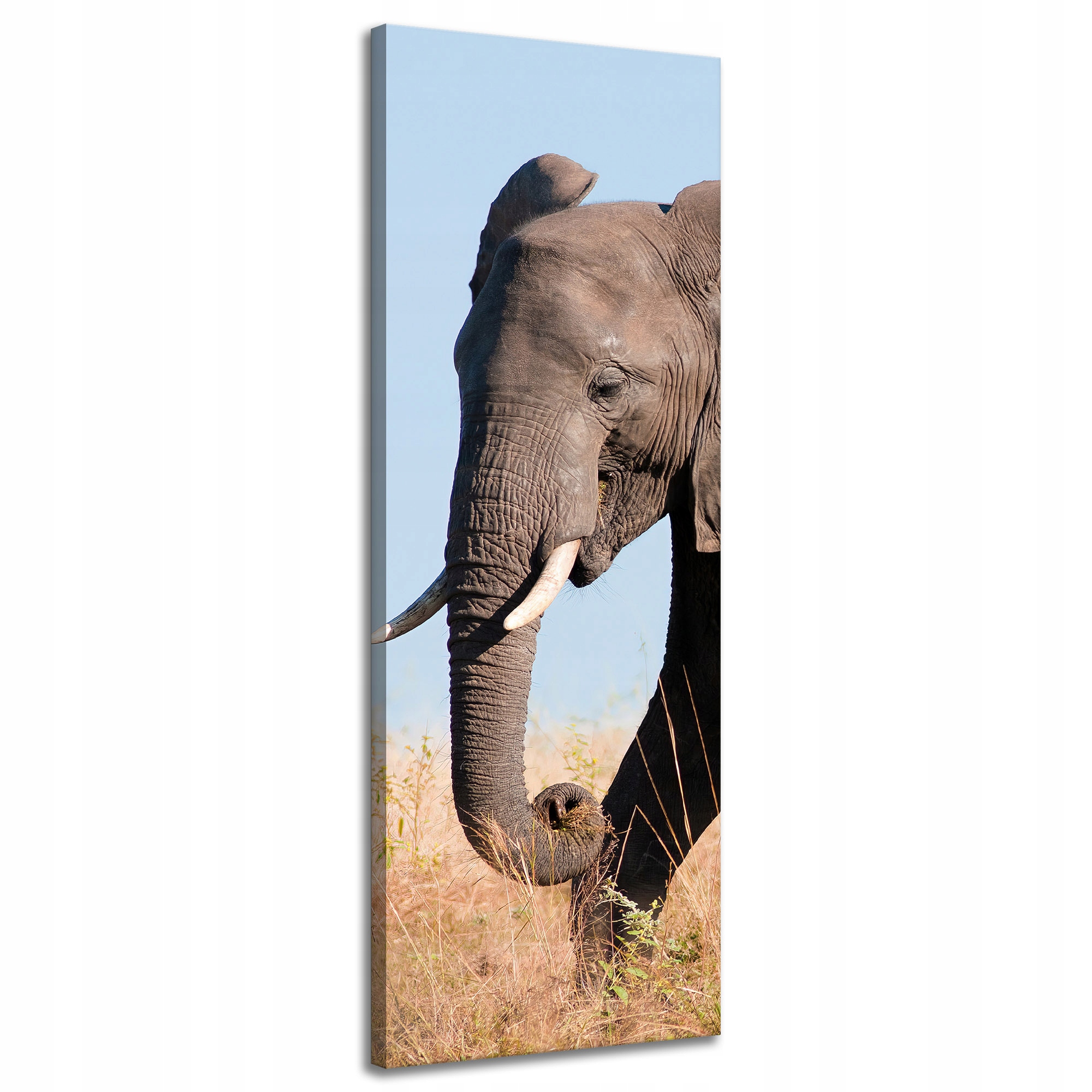 Obraz na plátně Šedý velký slon s trubkou Savana Teplo 40x120 cm