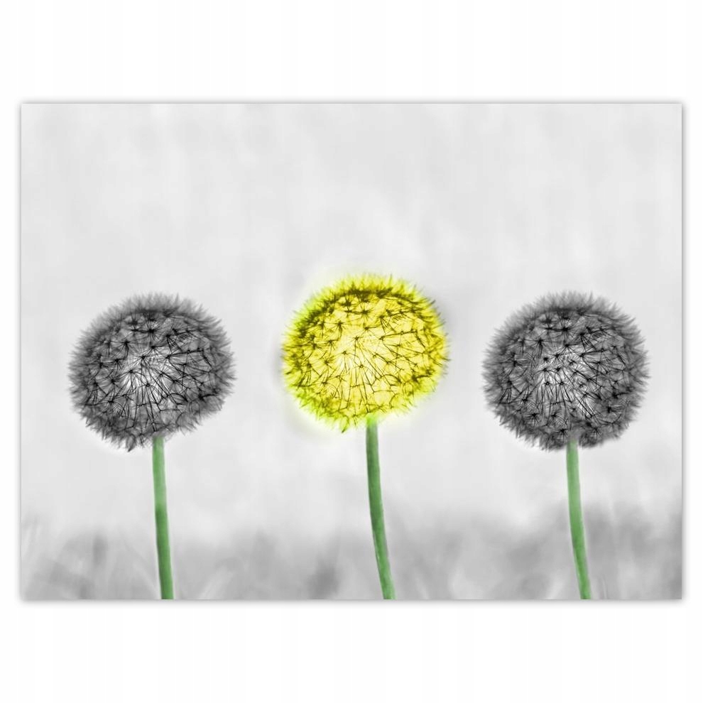 

Plakat 40x30 Żółty dmuchawiec