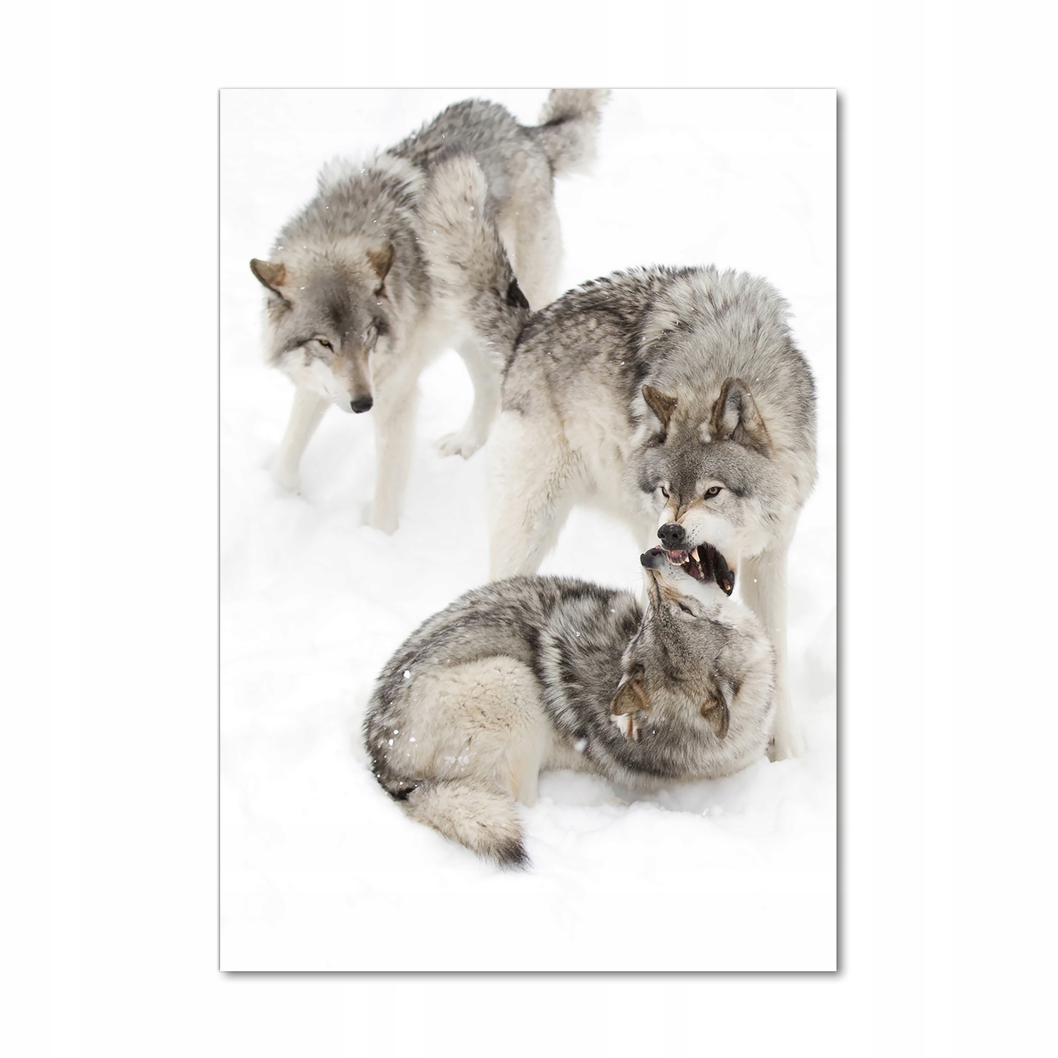 

Nowoczesny fotoobraz akrylowy Szare wilki 70x100cm