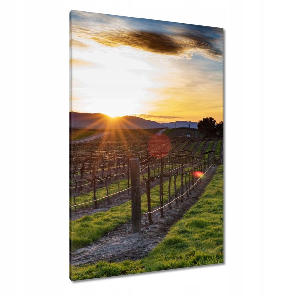 Obrazy 80x120 Vinice Krajina