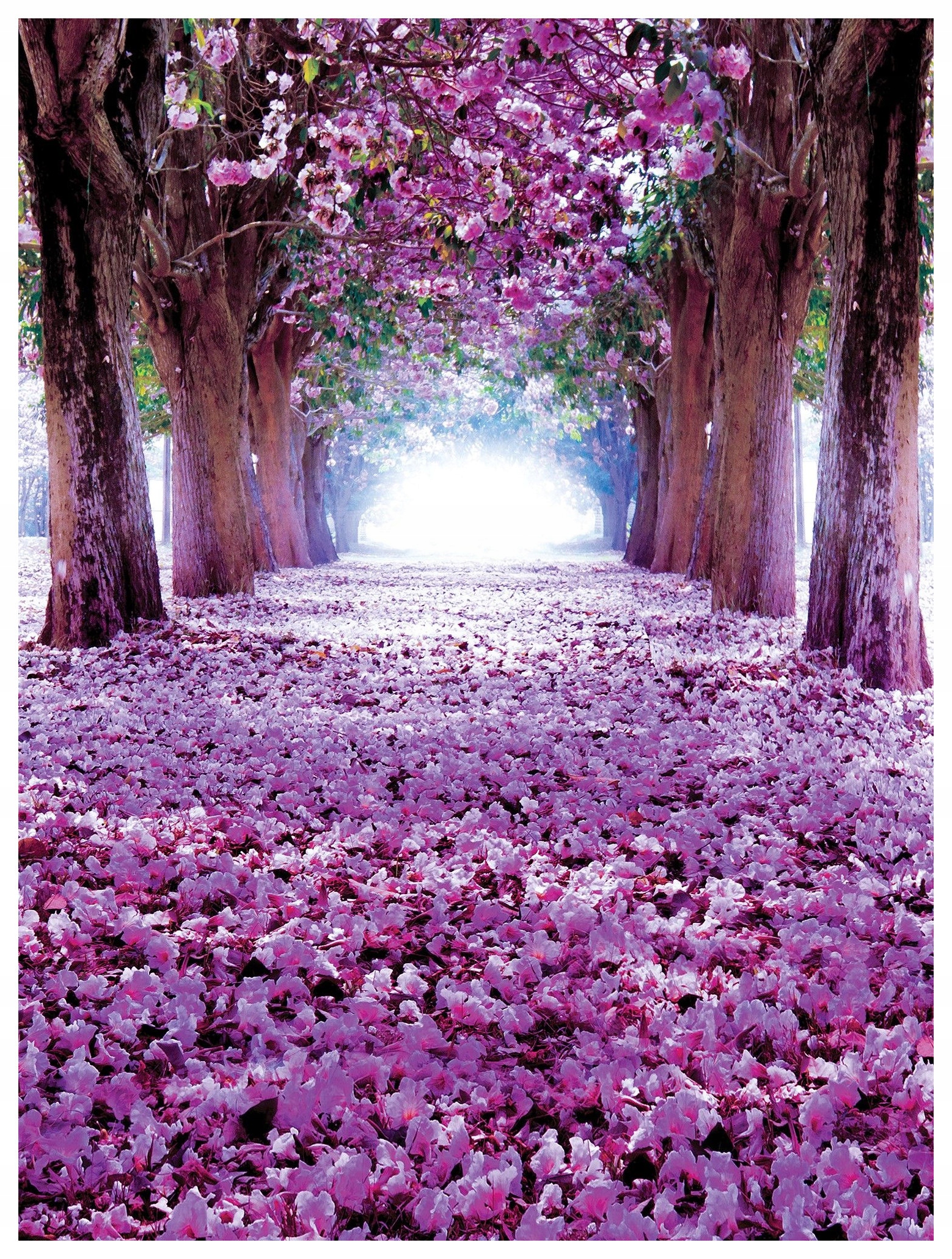 Vliesová fototapeta Fialová alej kvetoucí stromy tunel 206x275 lepidlo