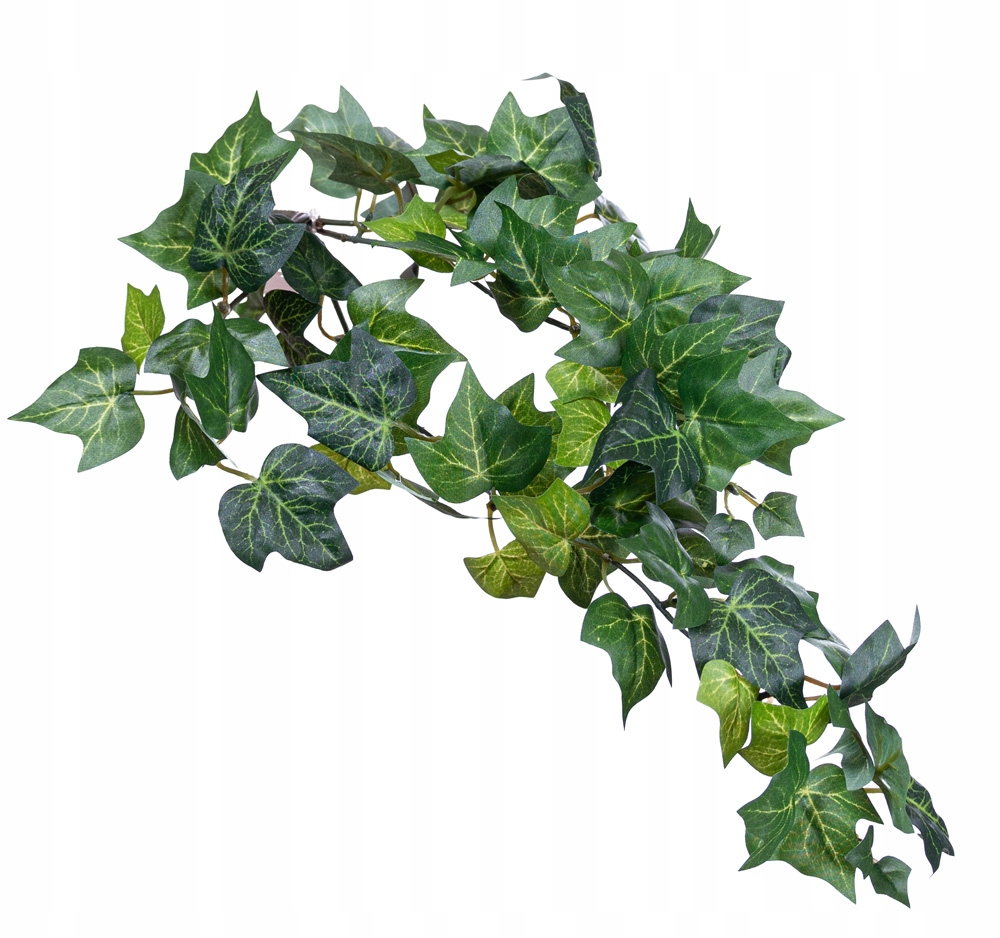 

Bluszcz hedera english ivy
