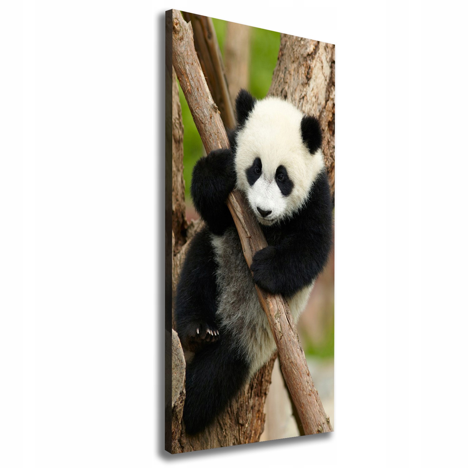 

Foto obraz na płótnie Panda na drzewie 50x125 cm