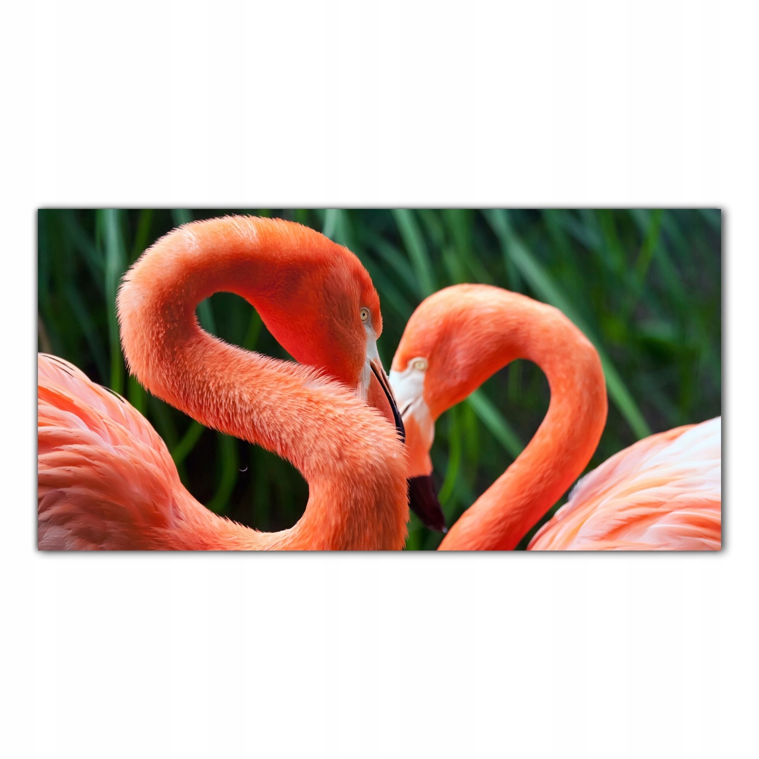 

Obraz na szkle Foto Flamingi Ptak Zwierzęta 120x60