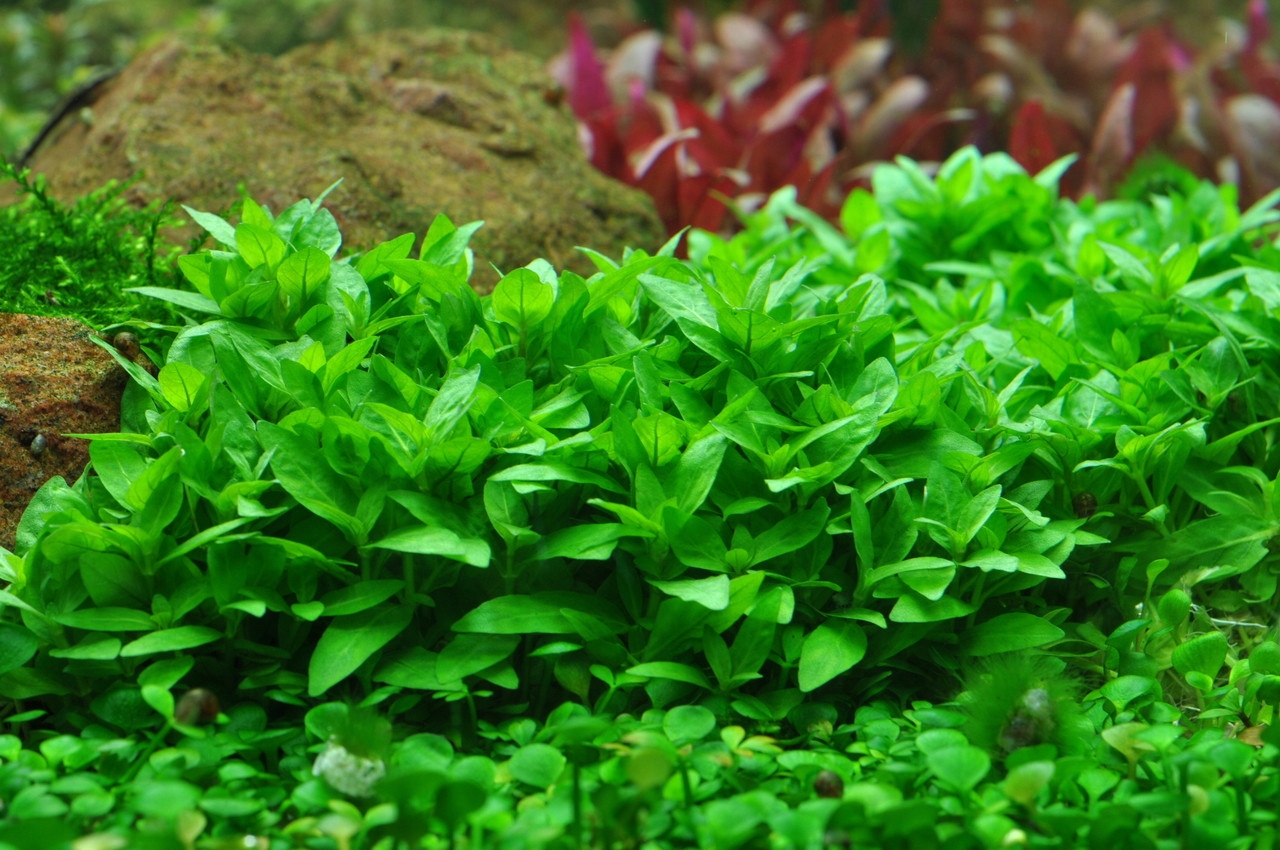 Staurogyne repens = красивые саженцы