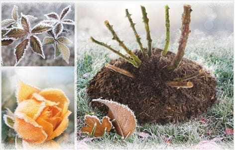 PODŁOŻE DO KWIATÓW ROŚLIN i PALM ZIEMIA UNIWERSALNA Z NAWOZEM COMPO 5L Kod producenta 90482