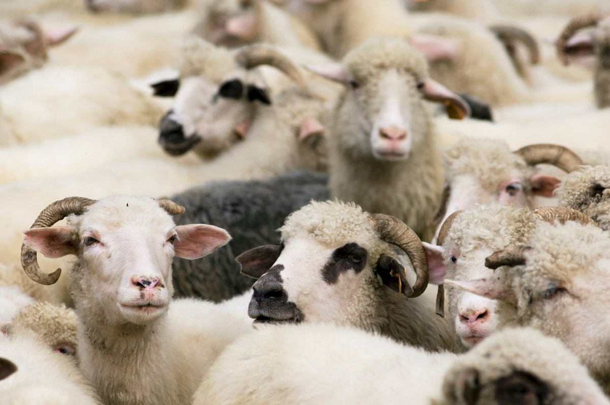 KOC WEŁNIANY DUŻY CIEPŁY NARZUTA WEŁNA MERYNOS AUSTRALIJSKI BEŻOWY 220x200 Materiał wykonania wełna