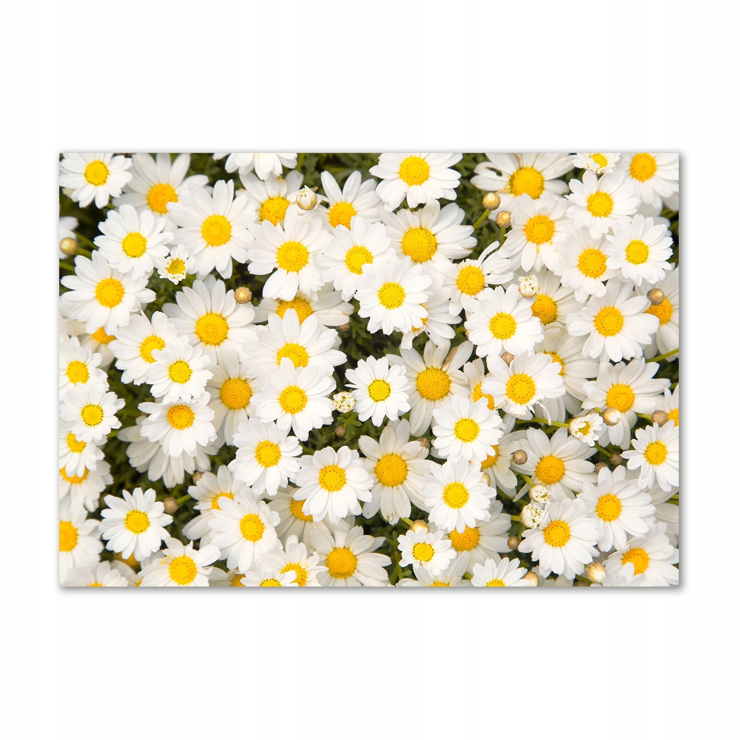 

Obraz zdjęcie na ścianę akryl Stokrotki 100x70 cm