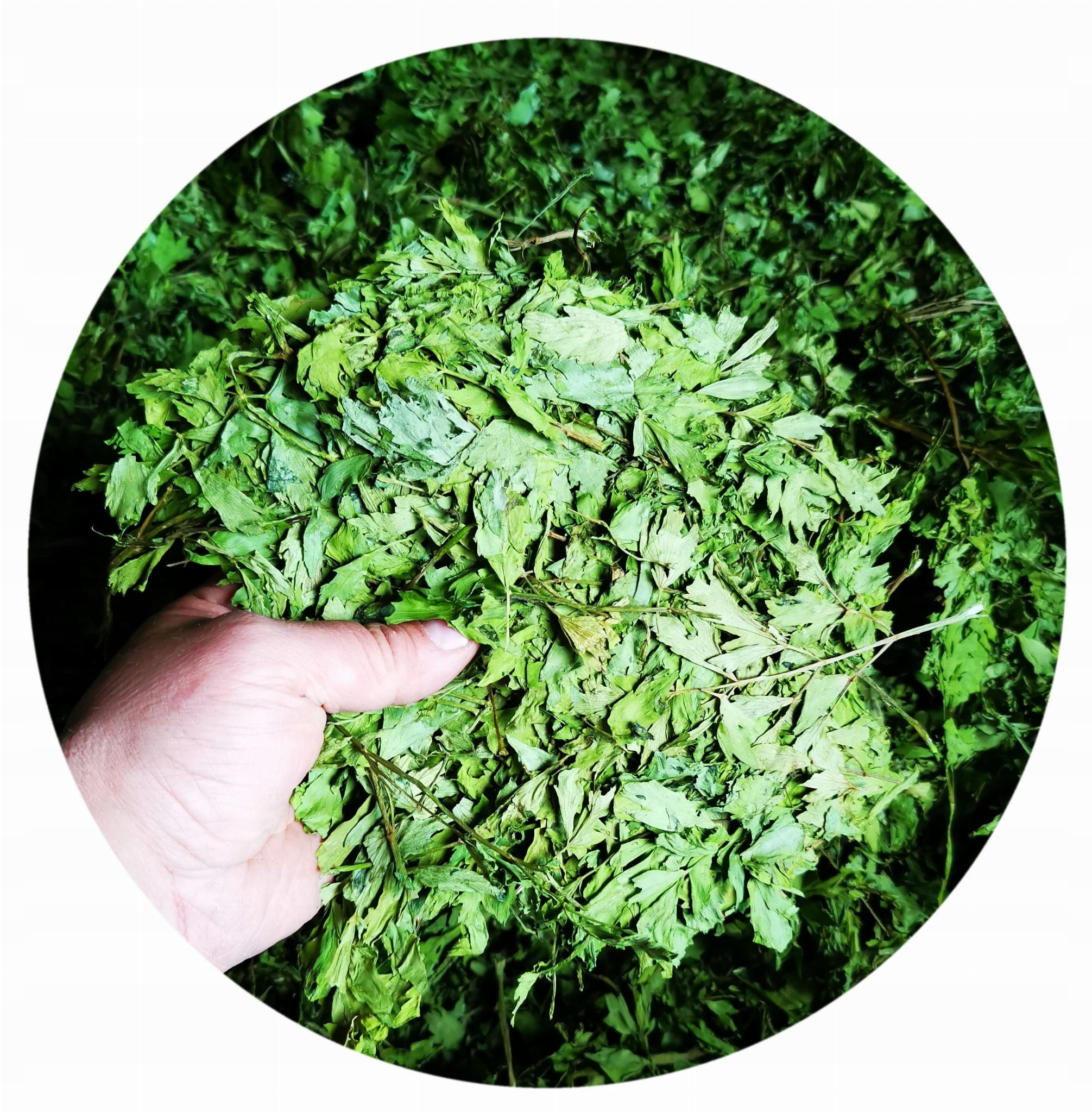 Levně Libeček zahradní nať, celá bylina 6000 g