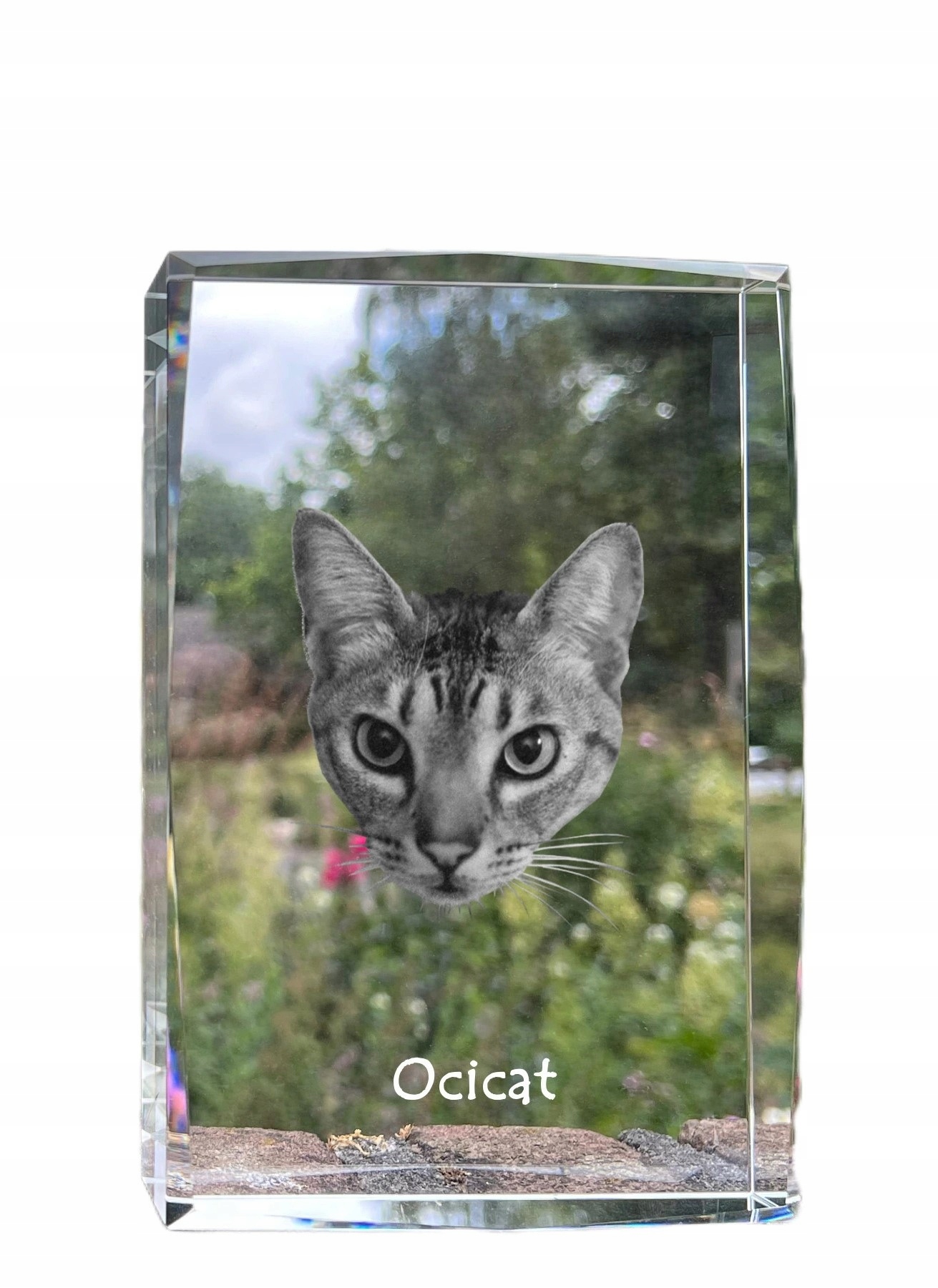 Mačka Ocicat, fotografia v kryštáli, suvenír, trofej, poďakovanie